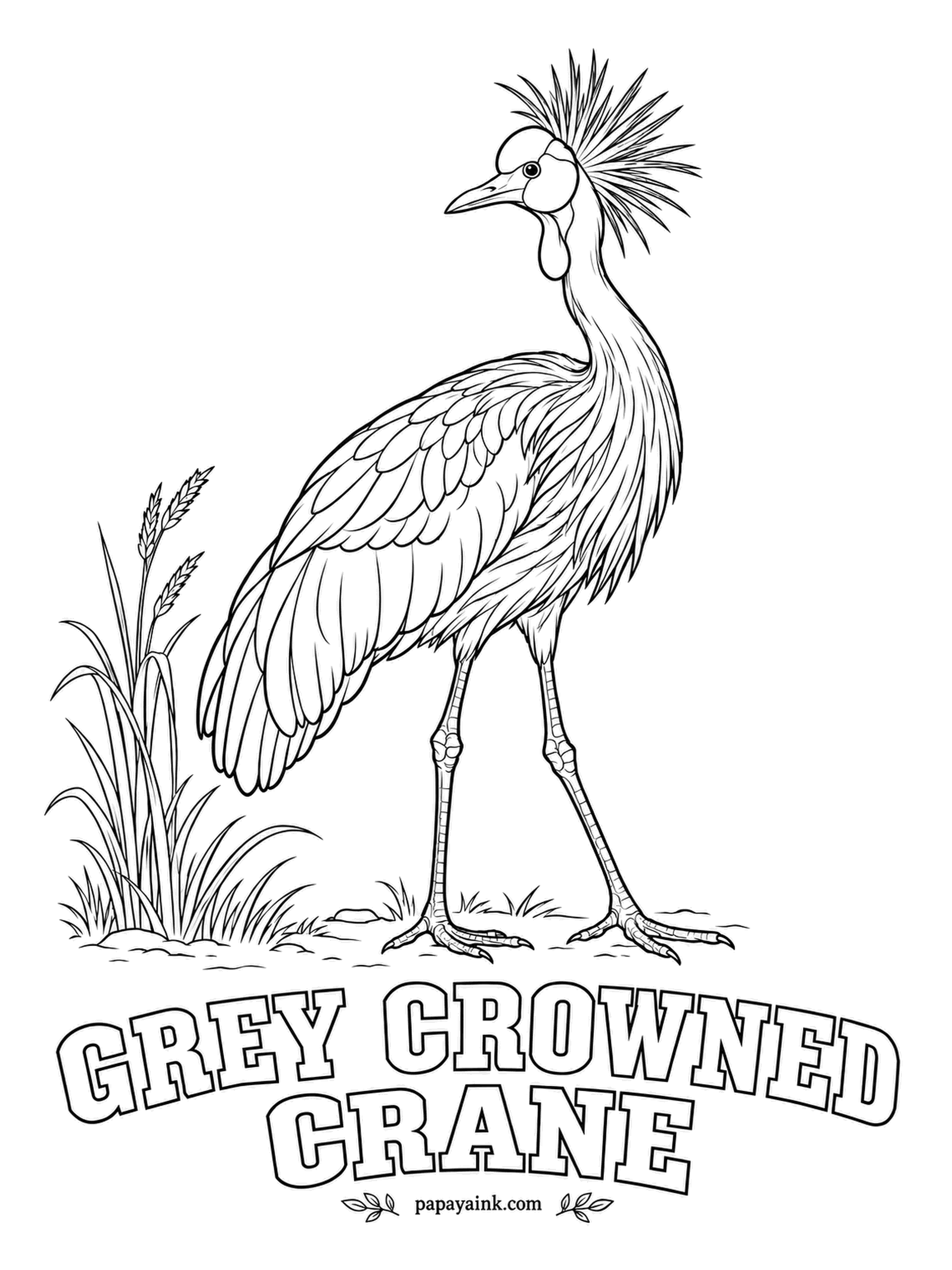 Printable Bird Coloring Pages - Unusually for a crane, it roosts in trees, and in courtship it bows, leaps and dances. The Grey Crowned Crane wears a crown of stiff golden bristles, white cheeks and a red throat wattle. Gray neck and body, white and gold on the wings.