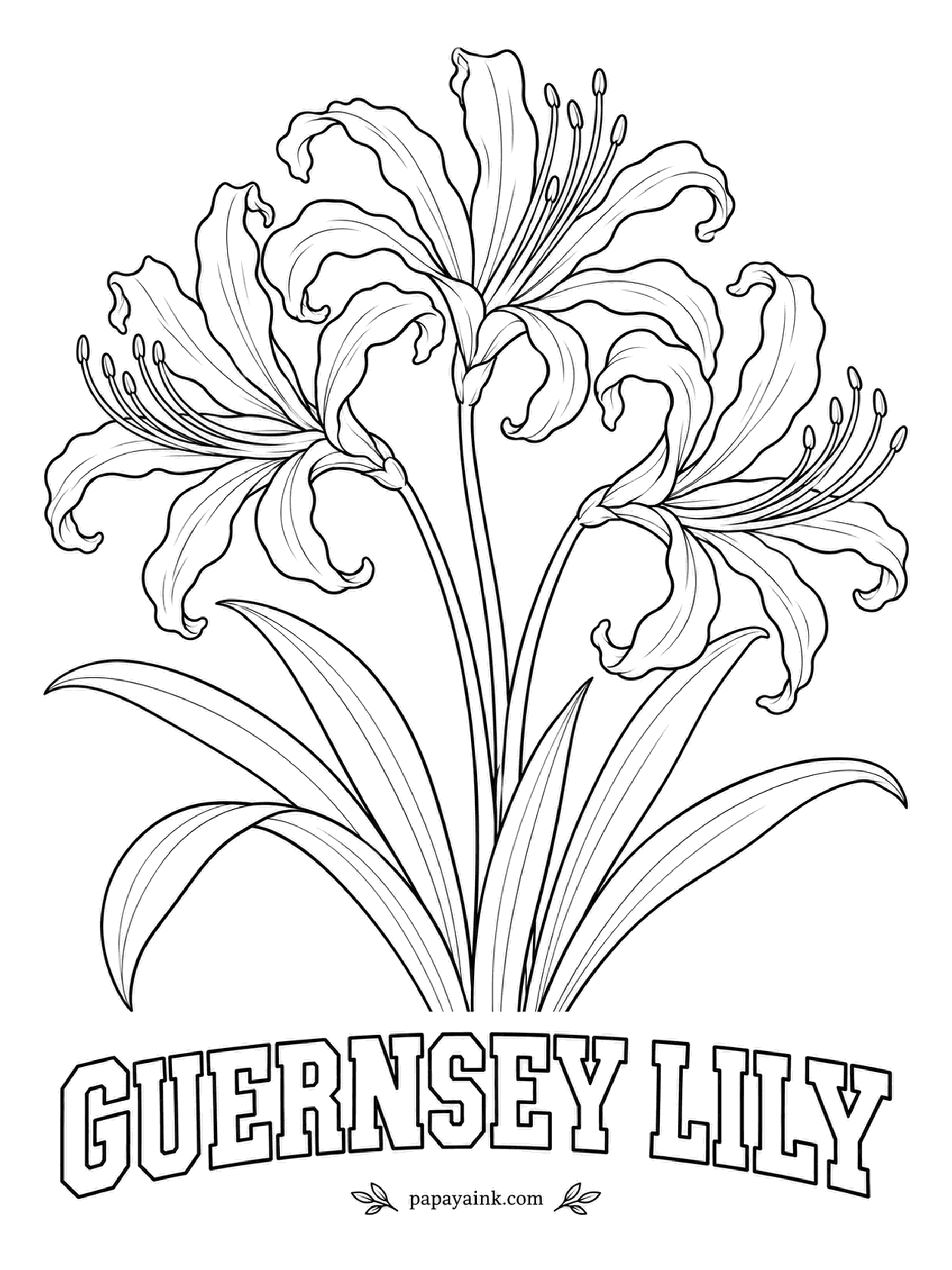 Realistic Flower Coloring Pages - In sunlight the petals sparkle as if dusted with glitter, curling back around long stamens. Guernsey lily comes from South Africa, yet legend says its bulbs once washed up on the island of Guernsey. Coral pink or scarlet.