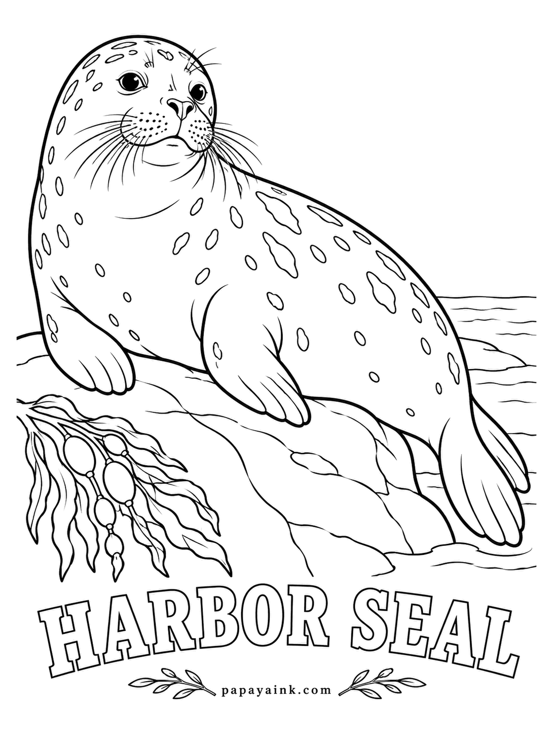 Sea Creature Coloring Pages - Nostrils that meet in a V and a round, curious face: this is the seal you are most likely to meet on an American coast, hauled out and watching you back. Spots in brown or gray over a lighter base; no two harbor seals match.