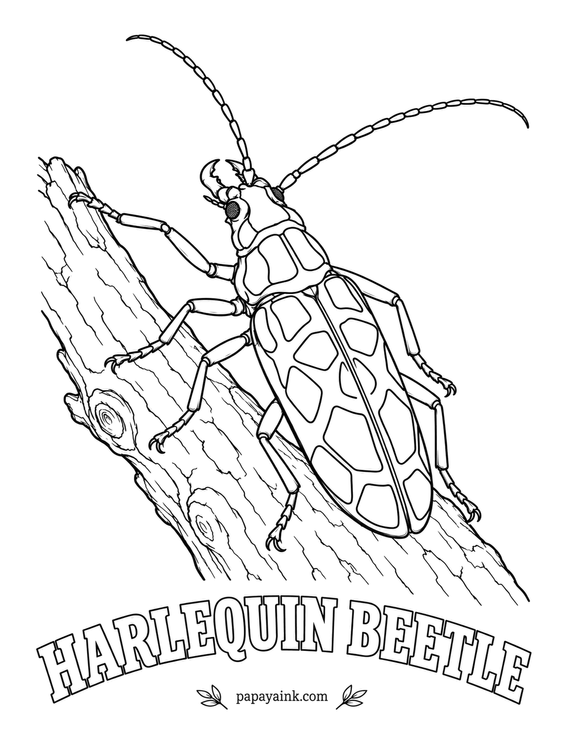 Beetle Coloring Pages - The front legs of a male harlequin beetle can outreach its whole body, handy for clinging to fig trees in the rainforests of Central and South America. Tiny pseudoscorpions often hitch rides under its wing covers. Detailed black, red and olive pattern.