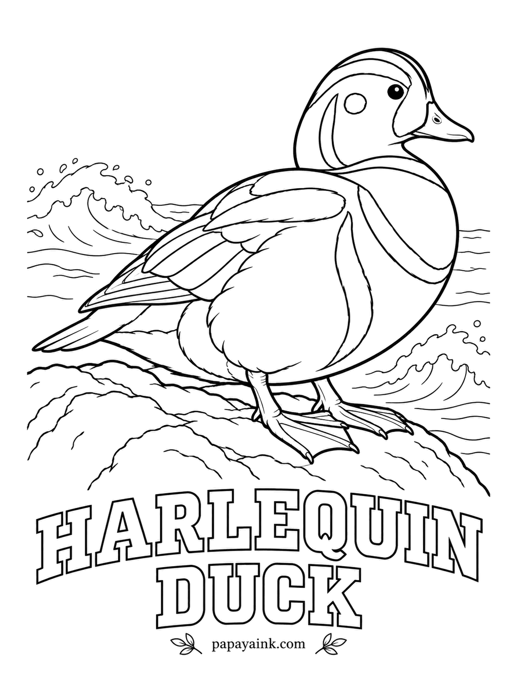 Printable Bird Coloring Pages - Most ducks keep to calm ponds, but this one breeds on rushing mountain streams and winters in pounding surf. The drake Harlequin Duck is slate blue with chestnut sides. Leave each white spot and stripe clean, then outline them in black.