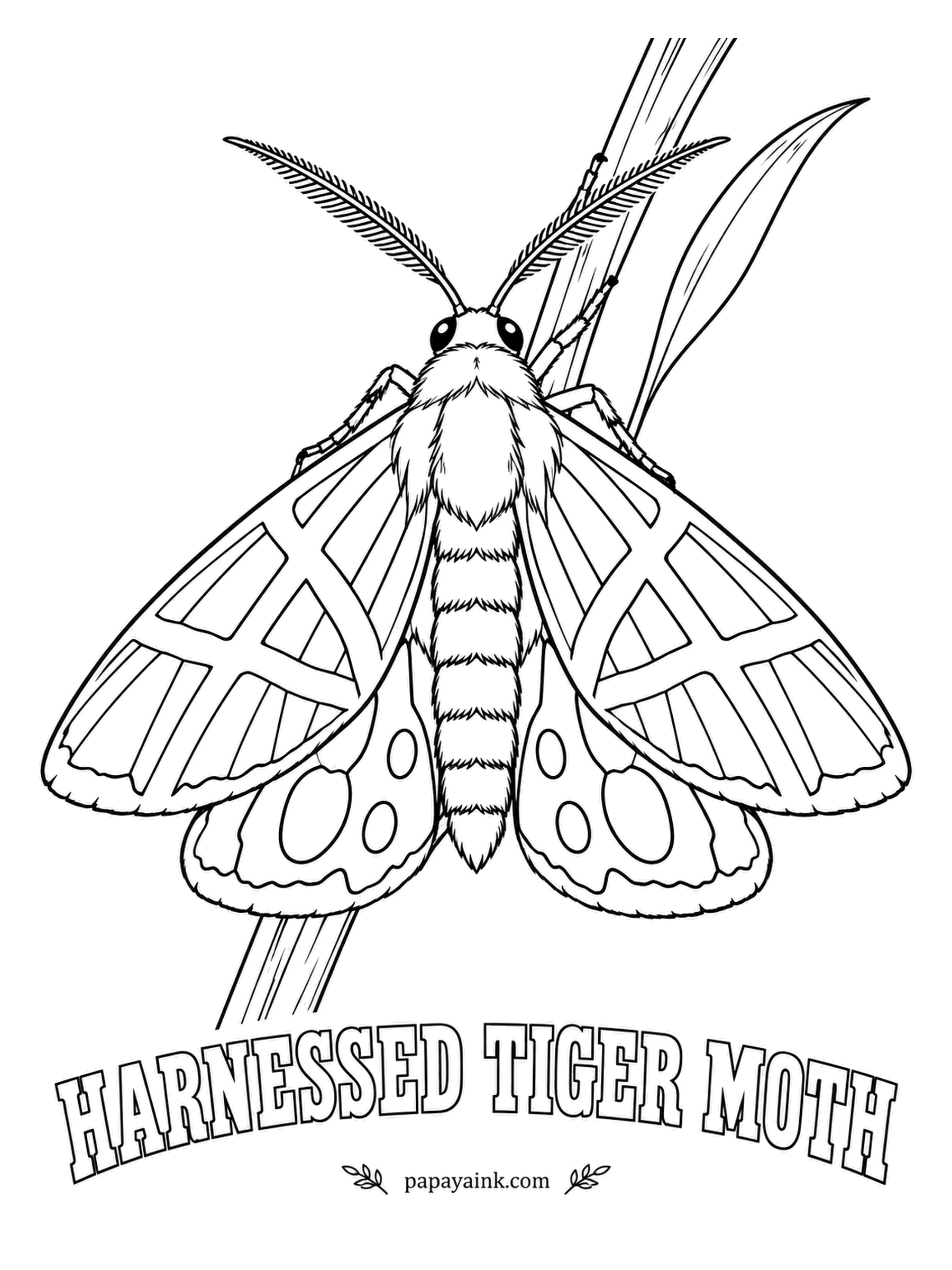 Butterfly and Moth Coloring Pages - Cream stripes cross the dark forewings in a pattern that looks like the straps of a horse harness. The hindwings beneath are rose pink with black blotches; add a blush of pink along the abdomen as well.
