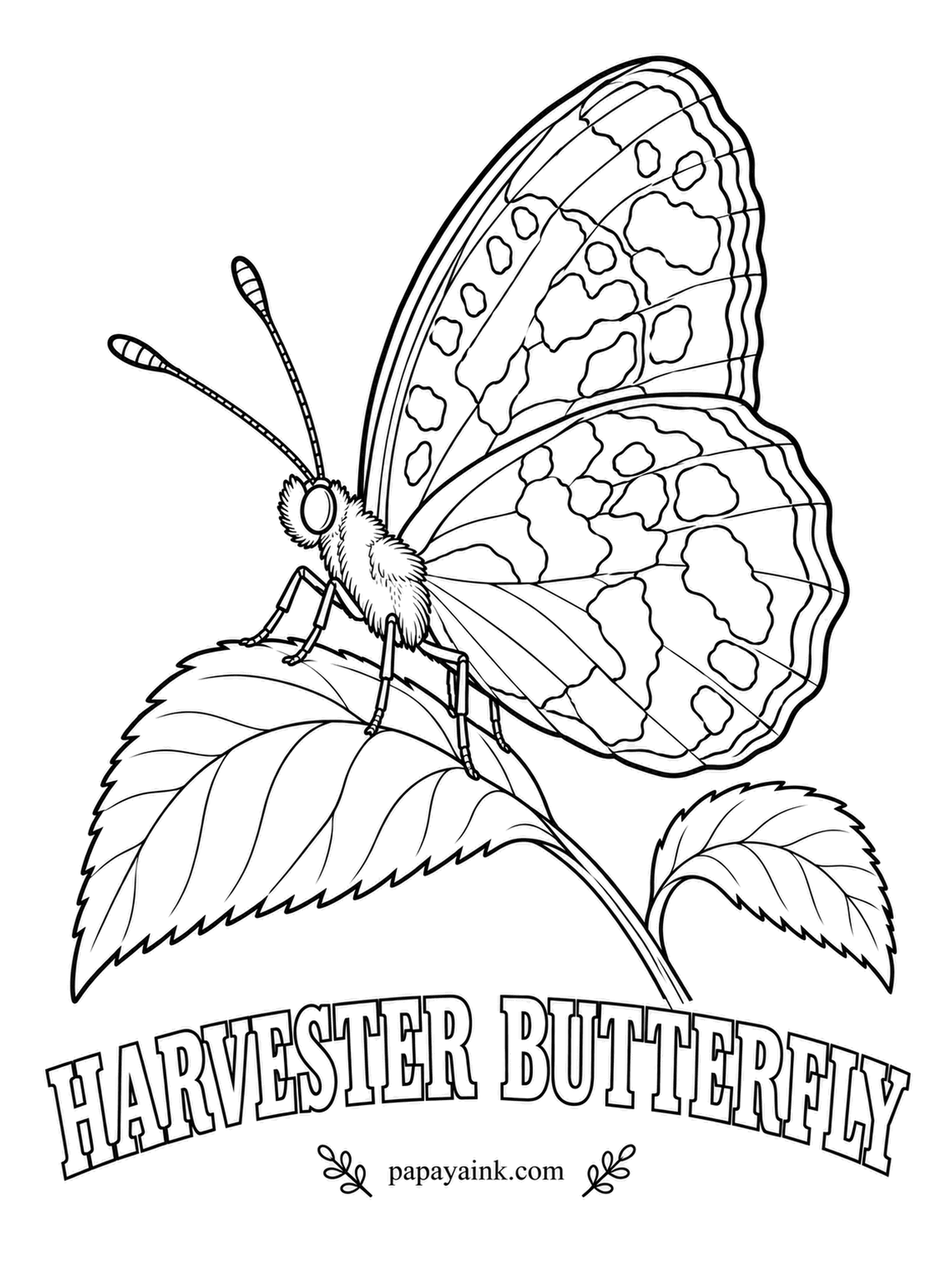 Butterfly and Moth Coloring Pages - North America's only carnivorous butterfly: the caterpillar eats woolly aphids instead of leaves, hiding under their fluff. Burnt orange wings with wide dark brown borders, tiny for how unusual it is.