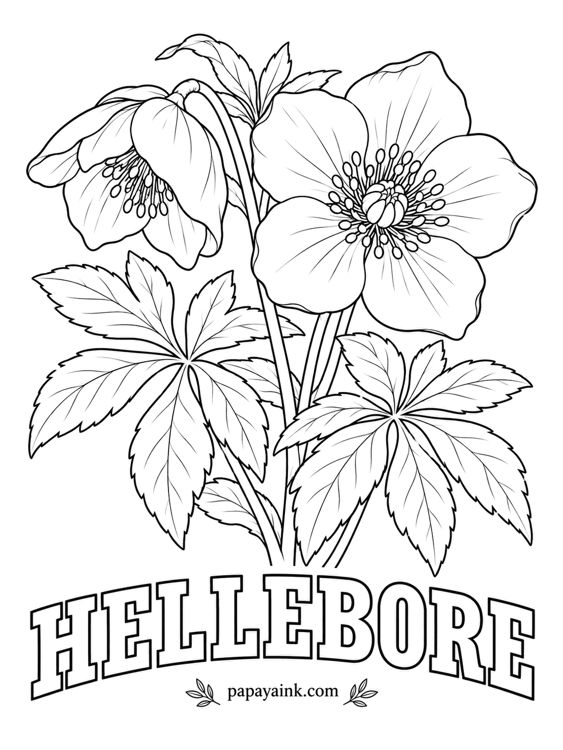 Free Flower Coloring Pages - Hellebores open in the coldest weeks of the year, often through snow, and hang their heads so rain and frost stay off the pollen. Plum, dusty rose or cream with faint freckles inside all suit them.