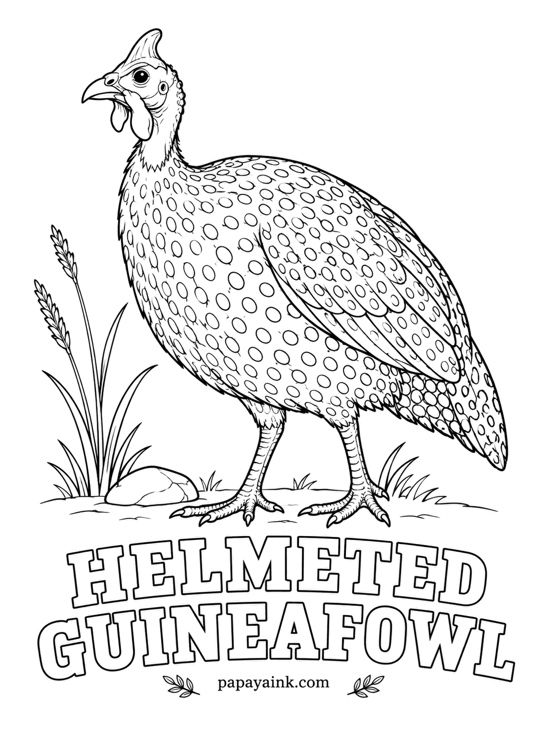 Printable Bird Coloring Pages - Farmers keep guineafowl as tick hunters and as loud alarm bells for anything that comes near. A Helmeted Guineafowl is slate gray covered in white dots, with a bare blue face, red wattles and a bony helmet. Color around the dots; they stay white. Detailed.