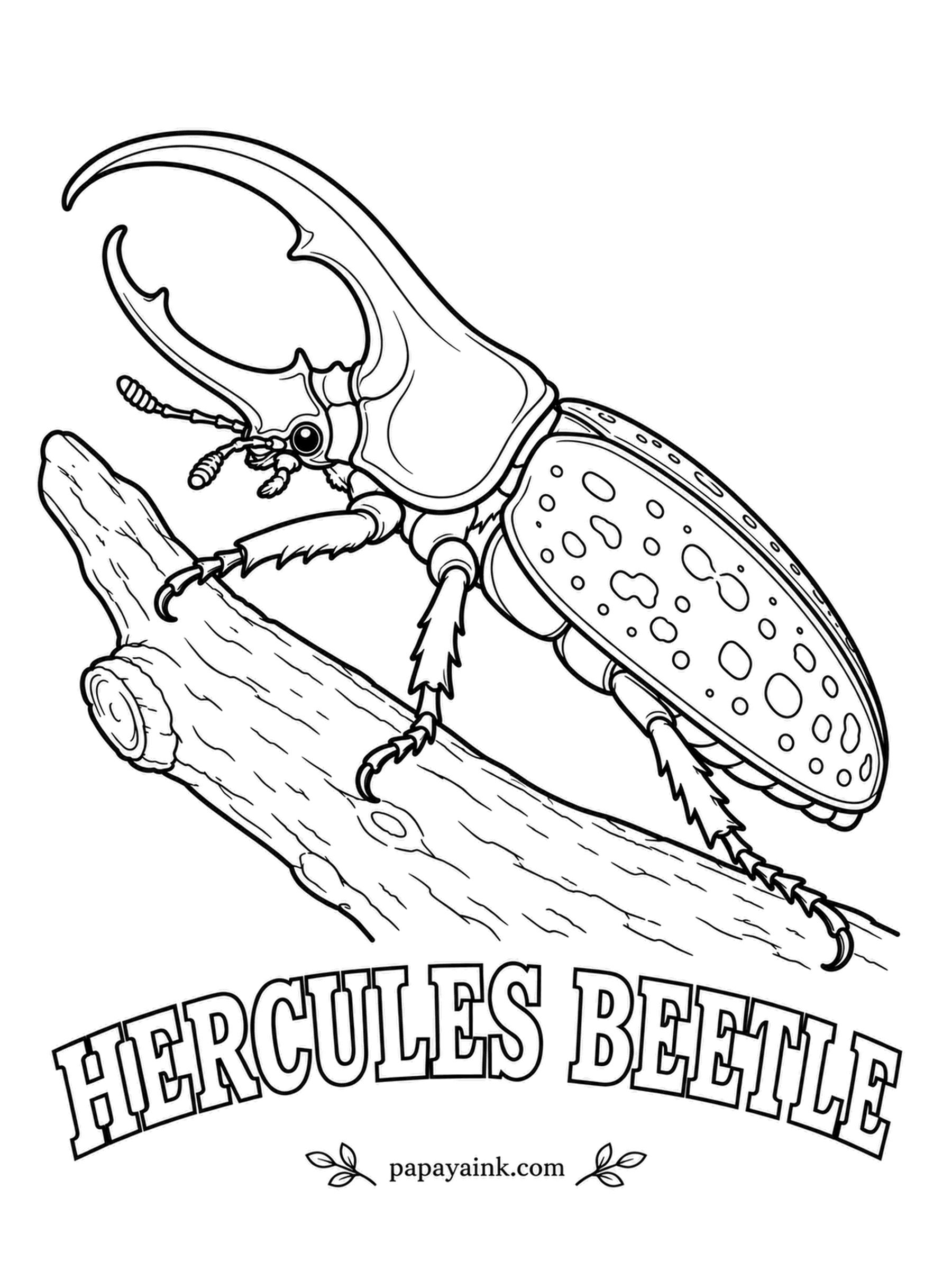 Beetle Coloring Pages - Among the longest beetles alive, a big male Hercules can stretch close to seven inches, and much of that is horn. The olive wing covers turn almost black when the air gets humid. Detailed - spotted shell and rough bark.