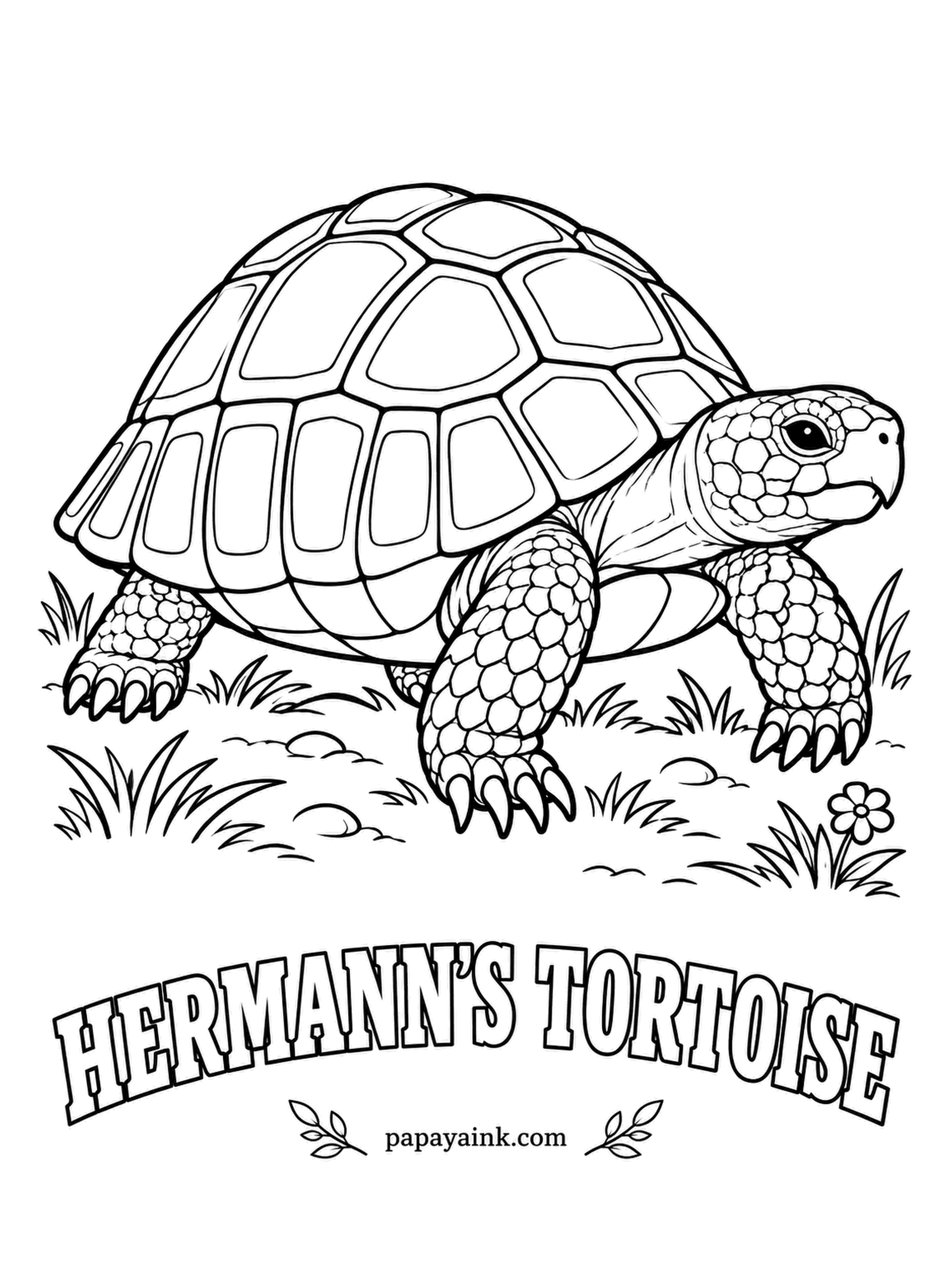 Reptile Coloring Pages - Southern Europe's garden tortoise grazes on dandelions and clover and spends the winter asleep underground. Its tail ends in a tiny horny spike. Yellow plates with bold black seams and patches - a sheet that looks great in just two colors.