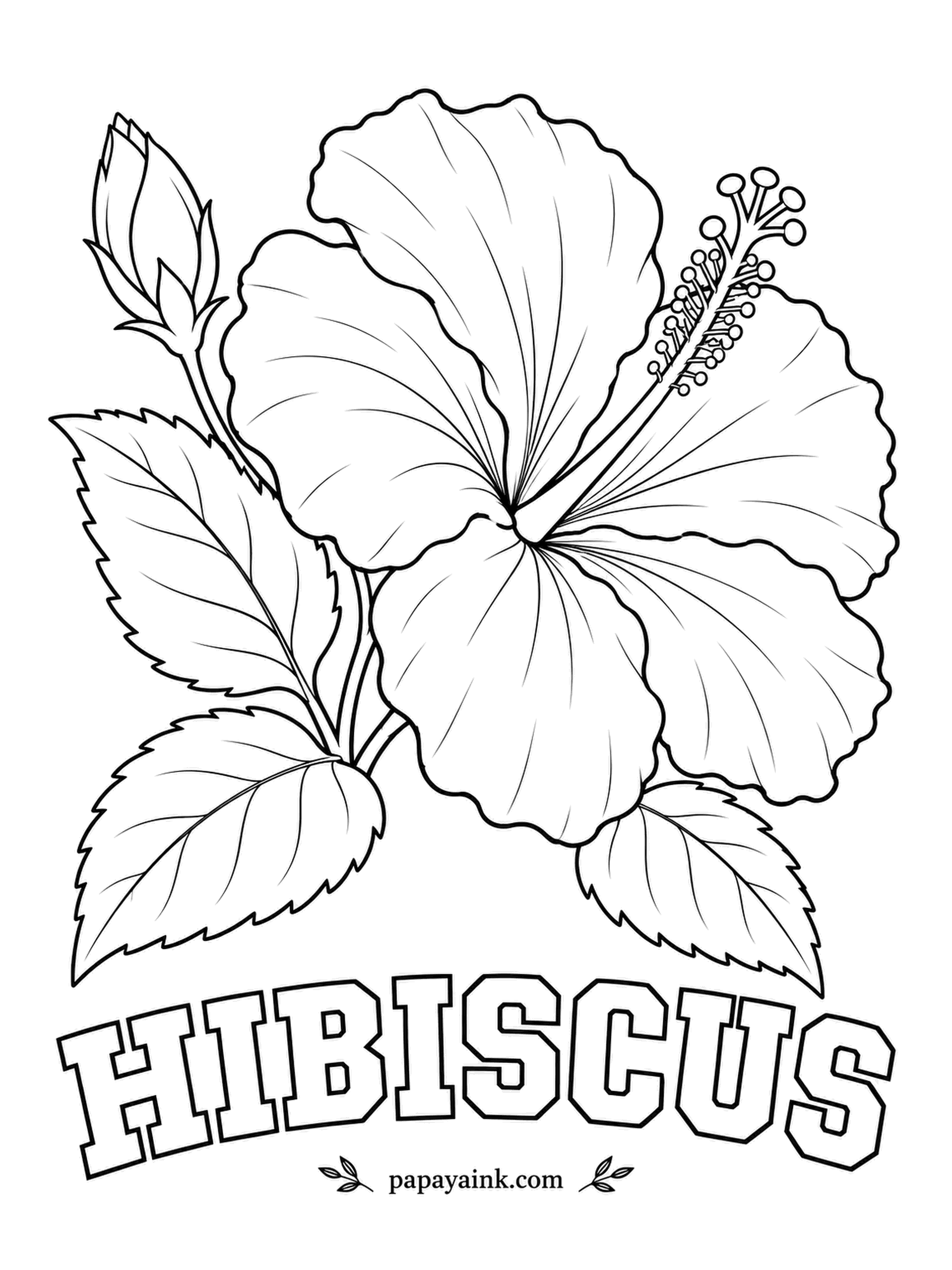 Free Flower Coloring Pages - That long stalk in the middle carries both the pollen and the five-part stigma at its tip, a hibiscus trademark. Hawaii made the yellow species its state flower, but a red bloom with a crimson eye works just as well.