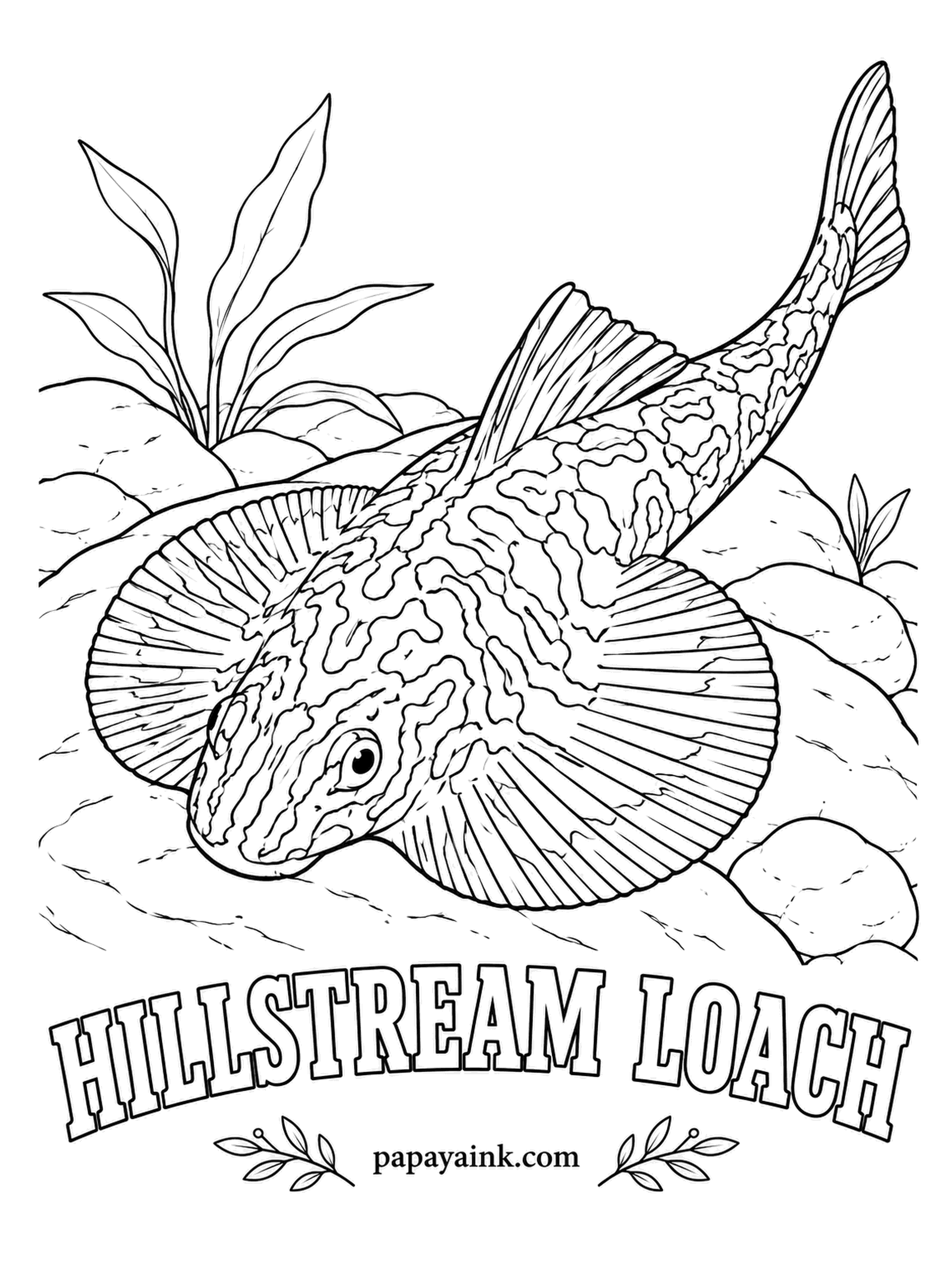 Aquarium Fish Coloring Pages - Built like a tiny stingray, the hillstream loach spreads its fins into a suction cup and clings to rocks in fast mountain streams. In an aquarium it sticks to the glass like a decal. Detailed - squiggle brown over a sandy base.