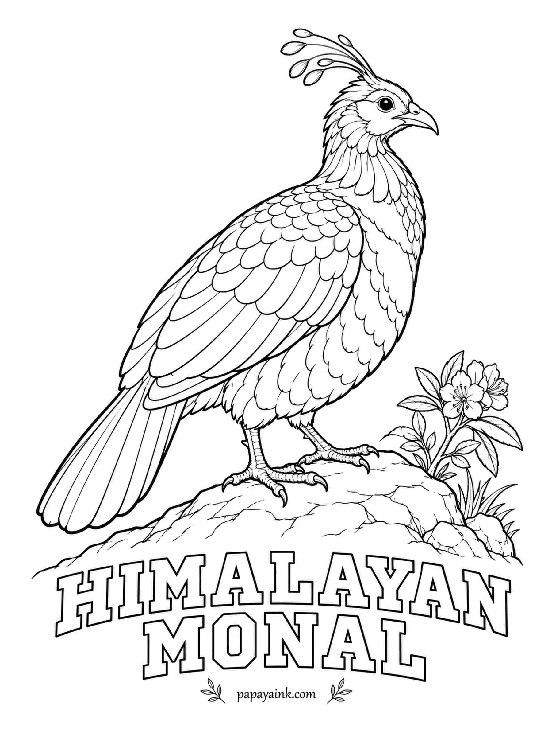 Realistic Bird Coloring Pages - High on Himalayan slopes, the male monal digs for roots with his beak while wearing what looks like every metallic color at once. Detailed - green head, a crest of spoon-tipped plumes, copper neck, purple-blue back and a cinnamon tail.