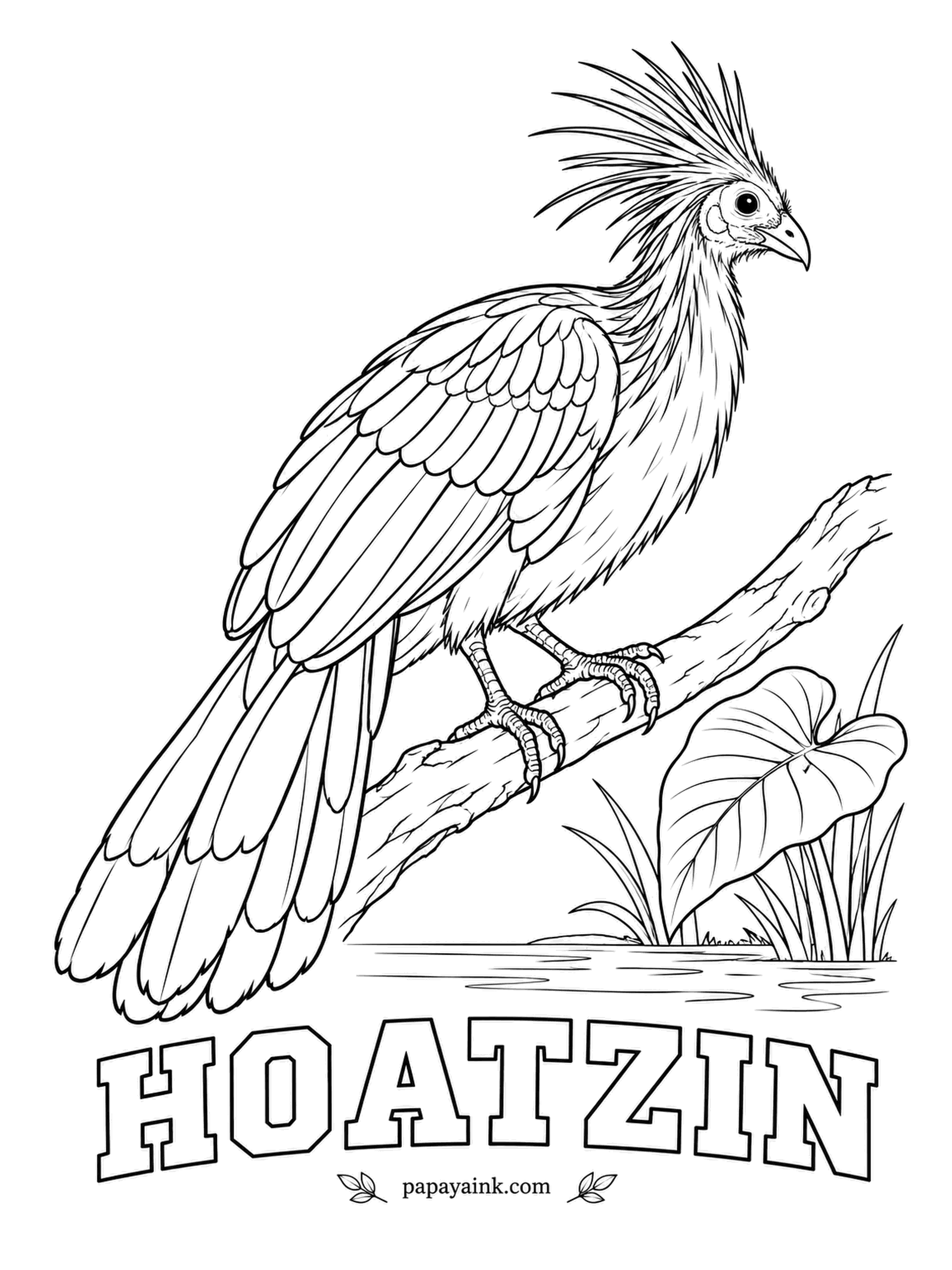 Realistic Bird Coloring Pages - Leaves are nearly the whole diet of the hoatzin, digested by fermentation - hence its Amazon nickname, the stinkbird. Chicks have claws on their wings for climbing back up from the water. Bare blue skin round a red eye, spiky rufous crest.