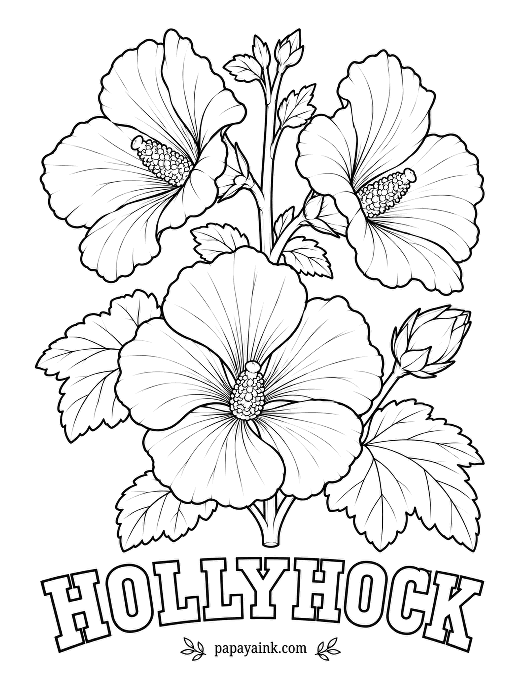 Free Flower Coloring Pages - A close relative of hibiscus and cotton, the hollyhock can grow taller than the person who planted it. Pale pink, deep plum or cream flowers suit it, with a creamy column of pollen in the middle of each.