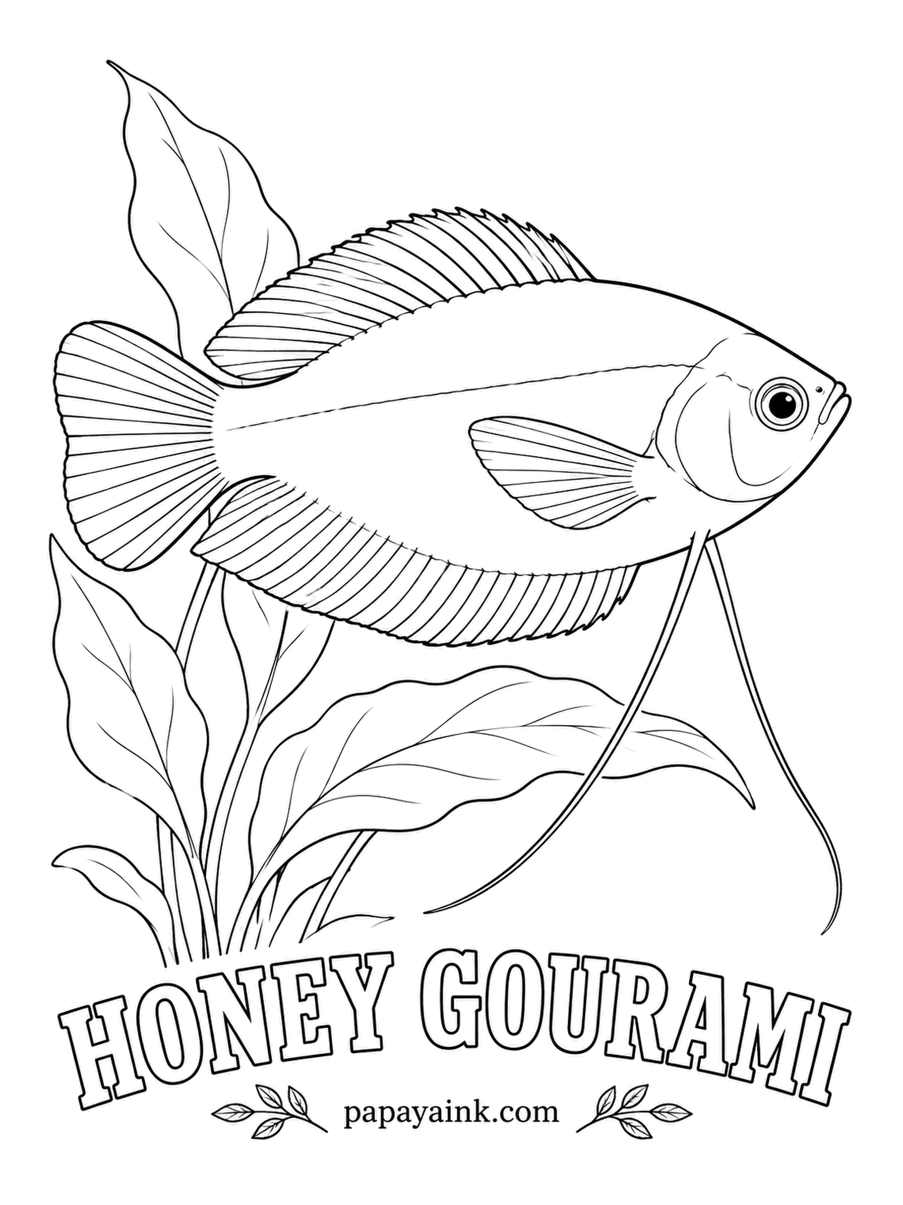 Aquarium Fish Coloring Pages - Most of the year a male honey gourami is silvery tan; in breeding season he turns honey gold, with a dark blue-black throat. It is one of the gentlest gouramis, from India and Bangladesh. Go warm amber, then darken the throat last.