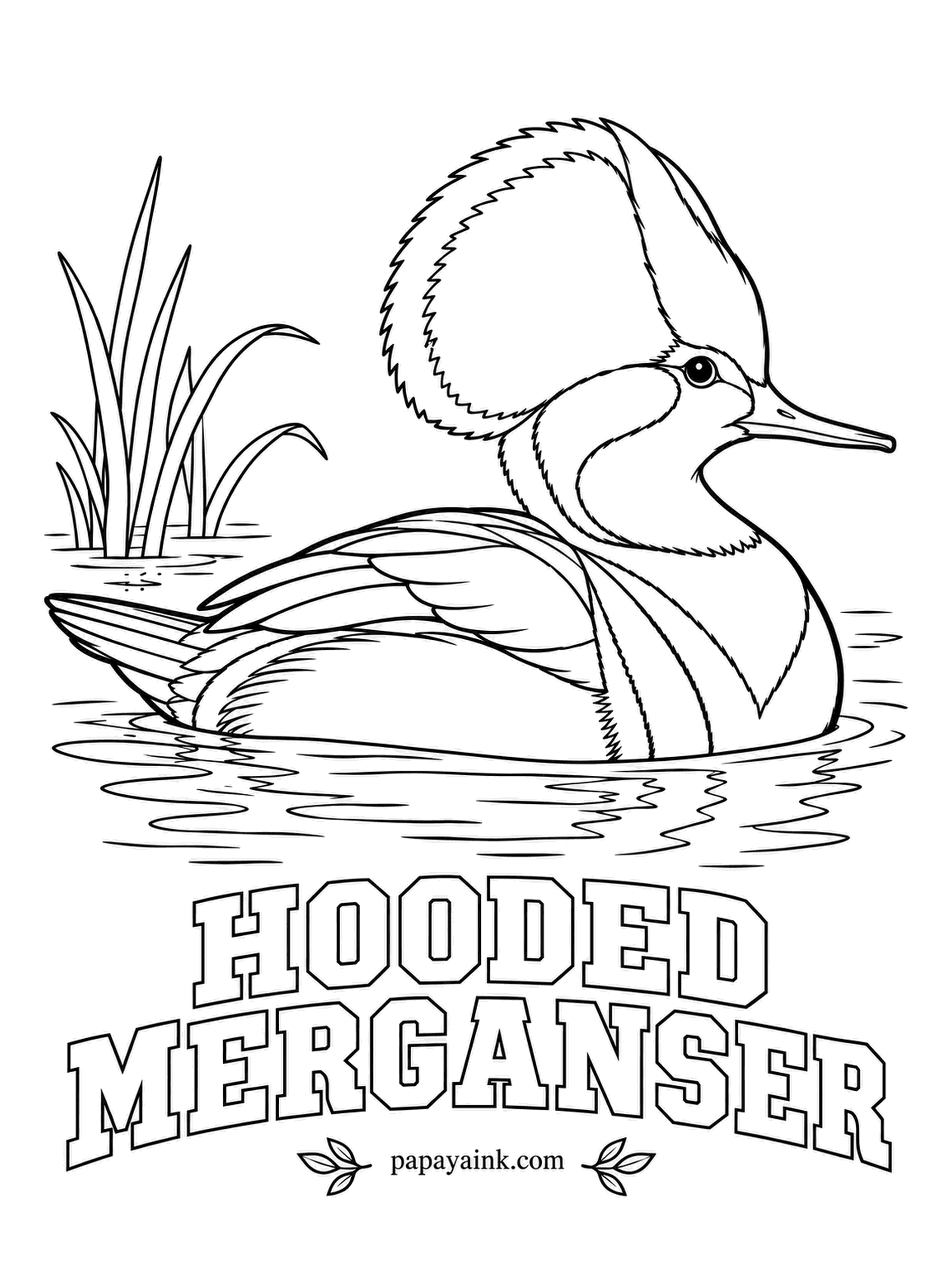 Printable Bird Coloring Pages - Raised, the crest spreads into a half-moon and flashes a big white patch framed in black. A drake Hooded Merganser has a golden eye, a black back, a white chest with black bars and chestnut sides. The thin bill is serrated for gripping prey.