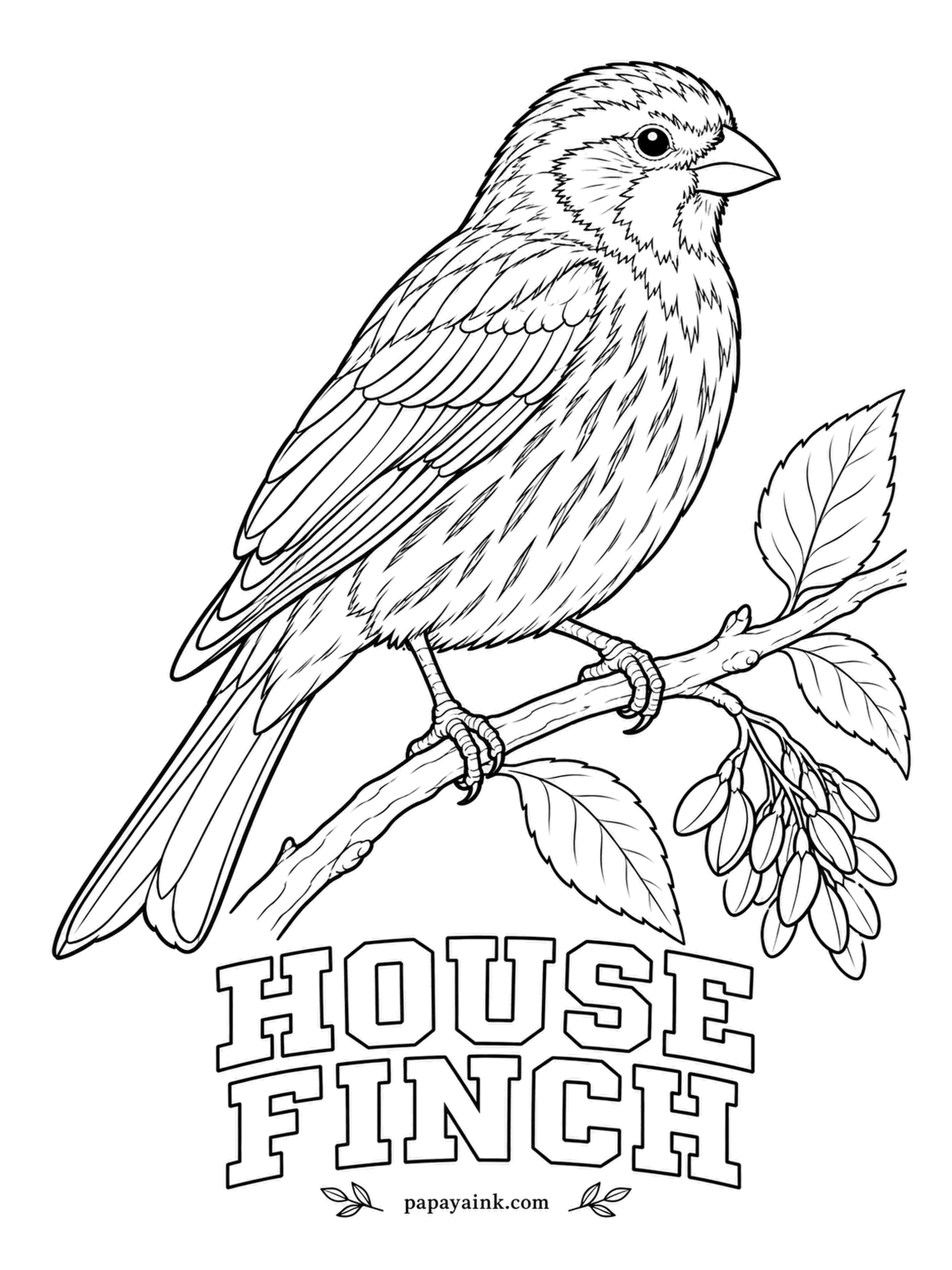 Printable Bird Coloring Pages - How red a male turns depends on what he eats, and females tend to choose the reddest one. A House Finch male has a red head and breast over a brown, streaky body; females are brown all over. Streak the belly in thin lines.