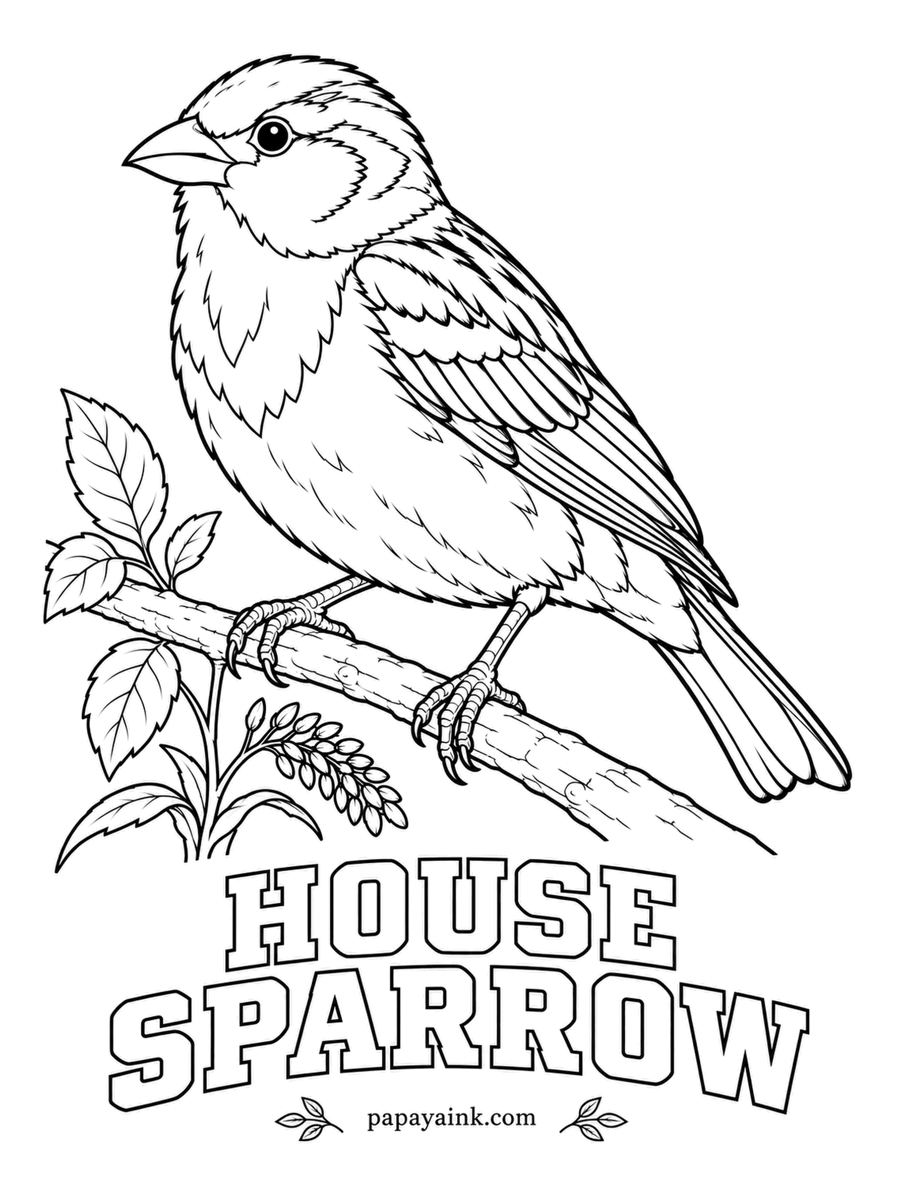 Printable Bird Coloring Pages - Wherever people built towns, this sparrow moved in, and it now lives on every continent except Antarctica. The male House Sparrow has a gray crown, a chestnut nape, white cheeks and a black bib; a bigger bib means a higher rank. Streaky brown back.