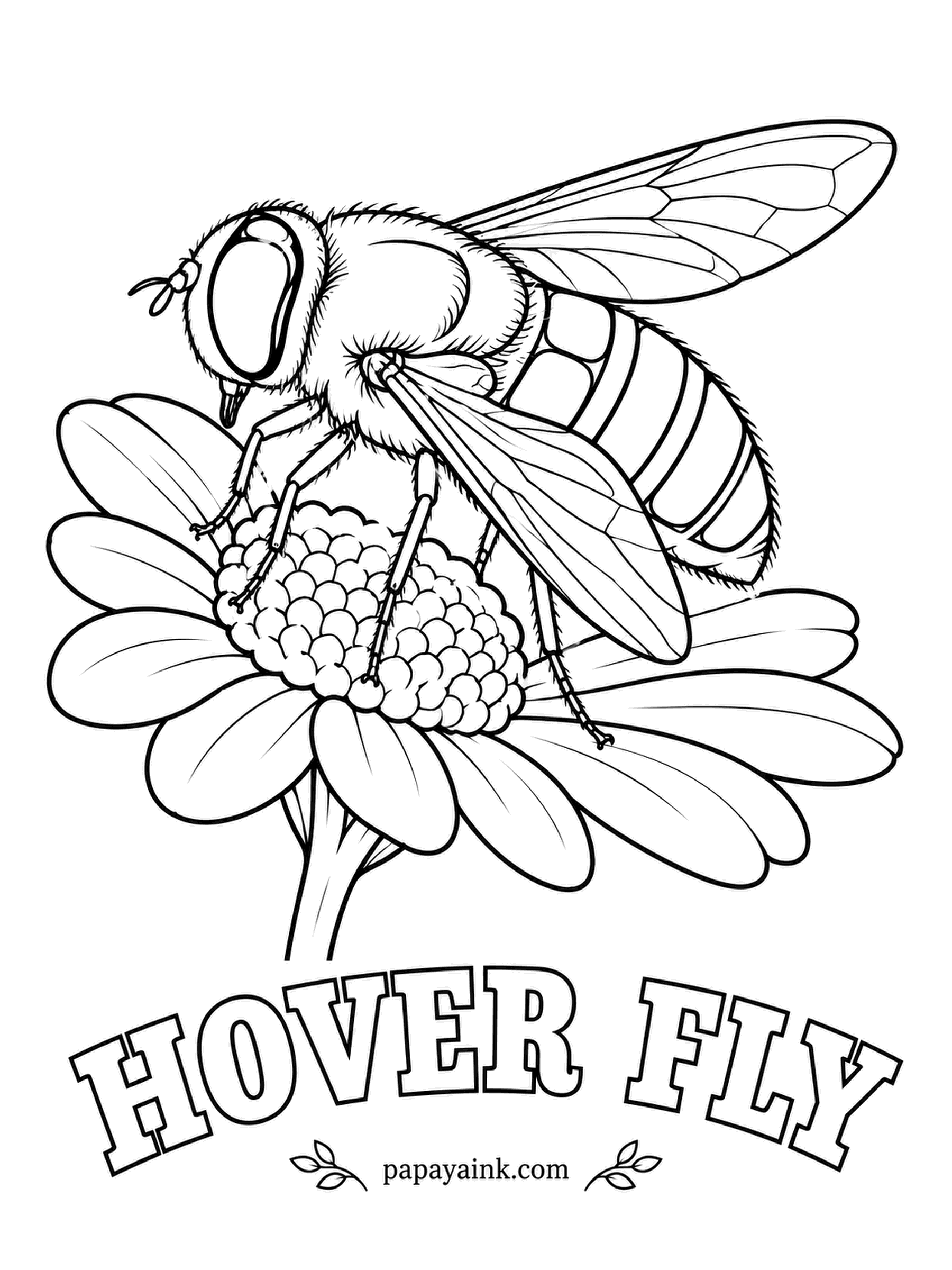 Insect Coloring Pages - Hover flies are striped like bees but completely stingless, and they bluff their way through the garden hanging perfectly still in midair between flowers. Count the wings: two, not four, give them away. Yellow and black bands, a furry thorax.