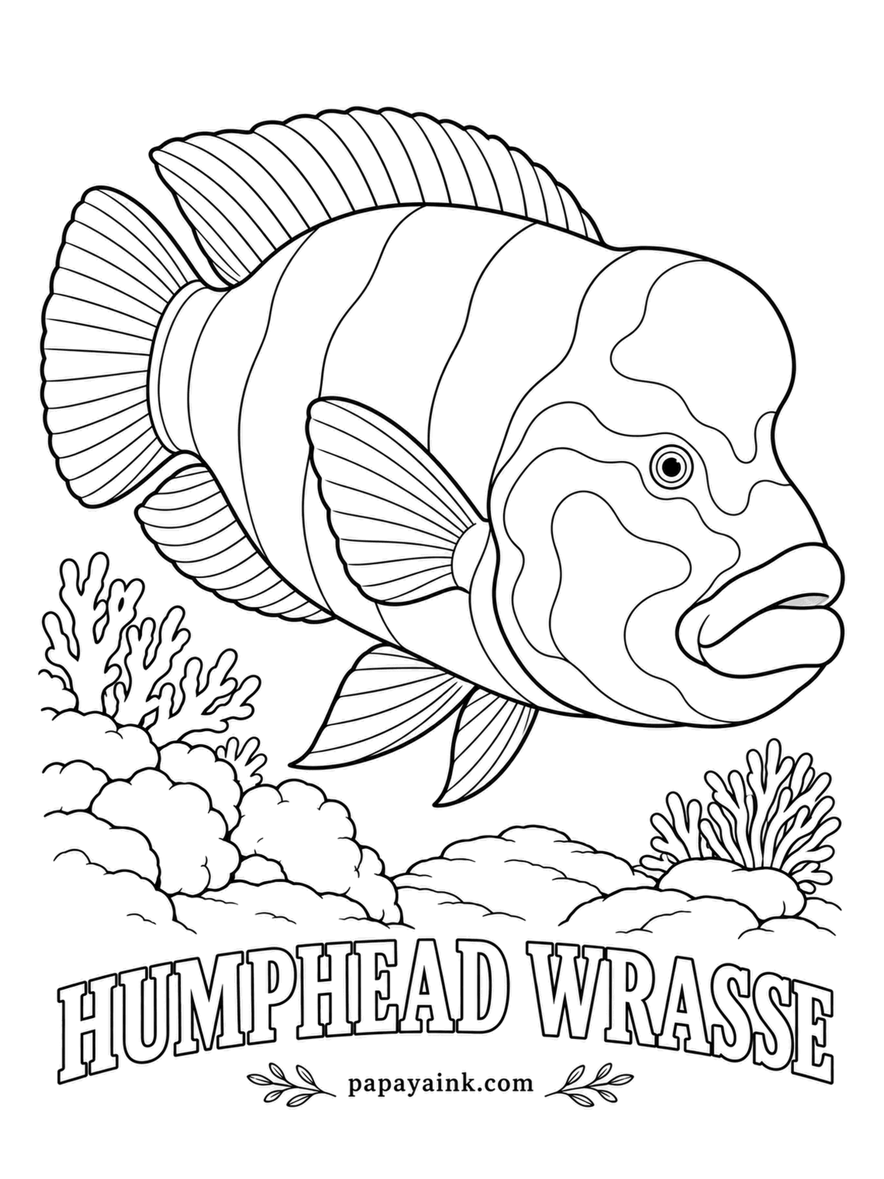 Ocean Fish Coloring Pages - Able to grow past six feet, this is the largest wrasse in the sea - and one of very few fish that eats crown-of-thorns starfish, which destroy coral. Blue-green body, wavy yellow-green lines across the face, thick fleshy lips.