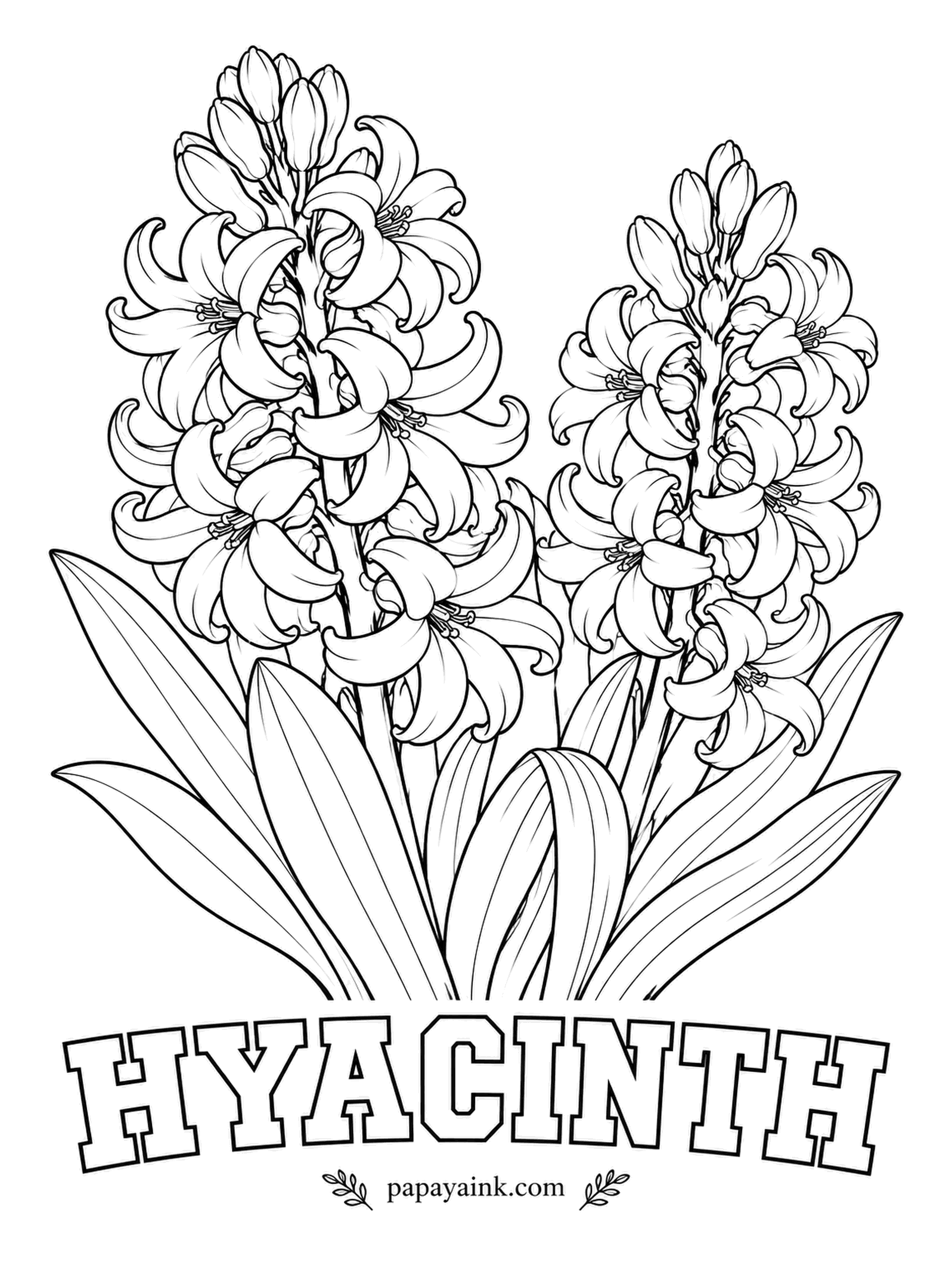 Free Flower Coloring Pages - Set a hyacinth bulb over a glass of water in winter and it will flower on the windowsill without any soil. Curled florets crowd each spike, so this one is Detailed; blue, violet or pink all suit it.