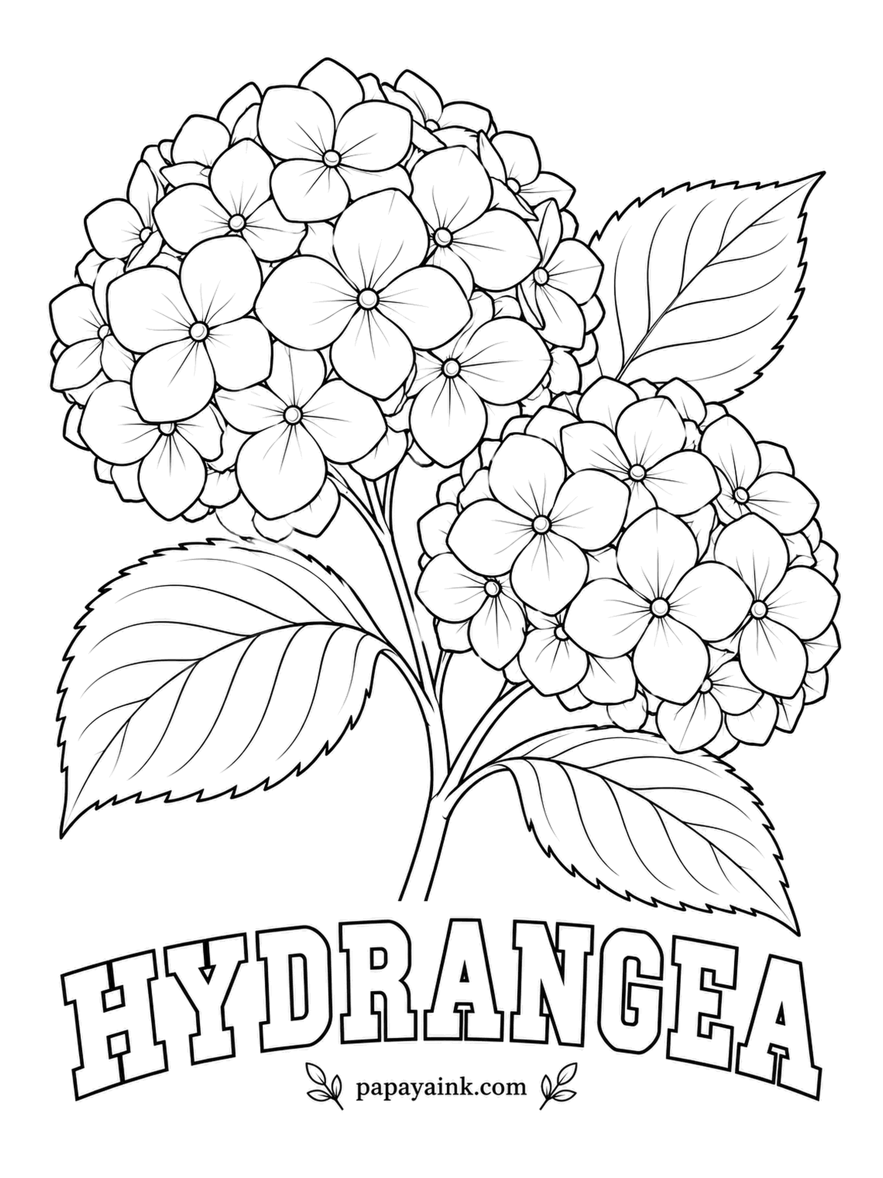 Free Flower Coloring Pages - Each mophead is a ball of small four-petal florets. In the garden, acidic soil turns bigleaf hydrangeas blue and alkaline soil turns them pink, so one cluster may drift from one color into the other.