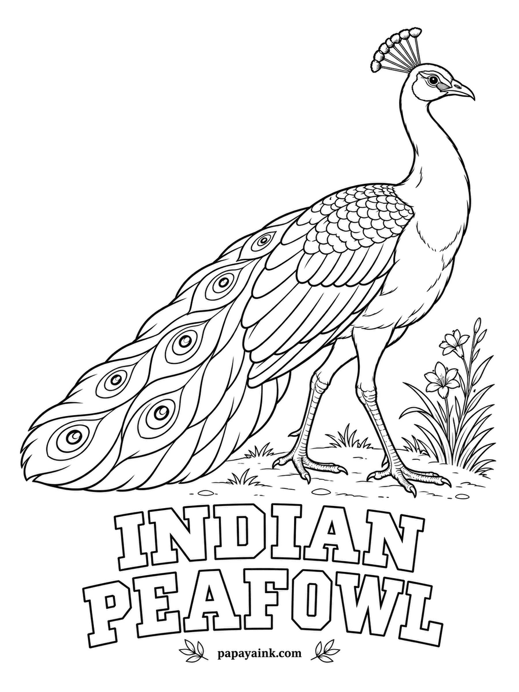 Printable Bird Coloring Pages - That long train is not the tail: the eyed plumes grow from the back and rest on a short tail hidden underneath. A male Indian Peafowl has a metallic blue neck, a fan-shaped crest and a green-bronze train. Detailed; the eyespots are the fun.