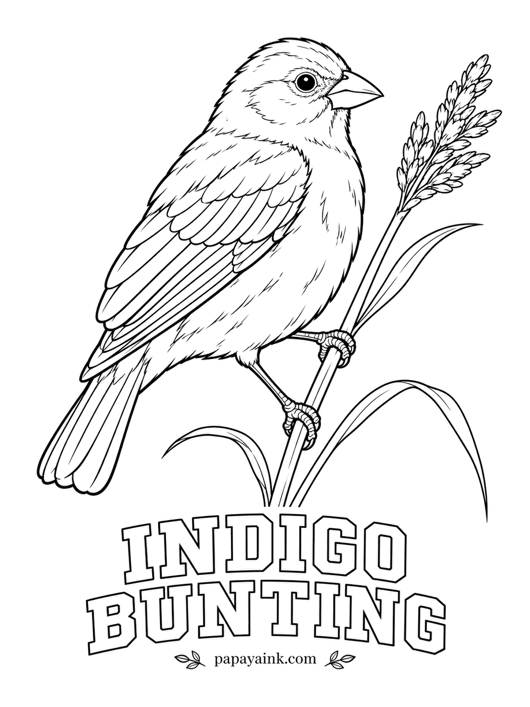 Printable Bird Coloring Pages - Young Indigo Buntings learn the night sky and migrate by the stars, as a planetarium experiment showed. The male is deep blue, darker on the head, with wings edged in black. Females are plain brown, so this page is about the blue.