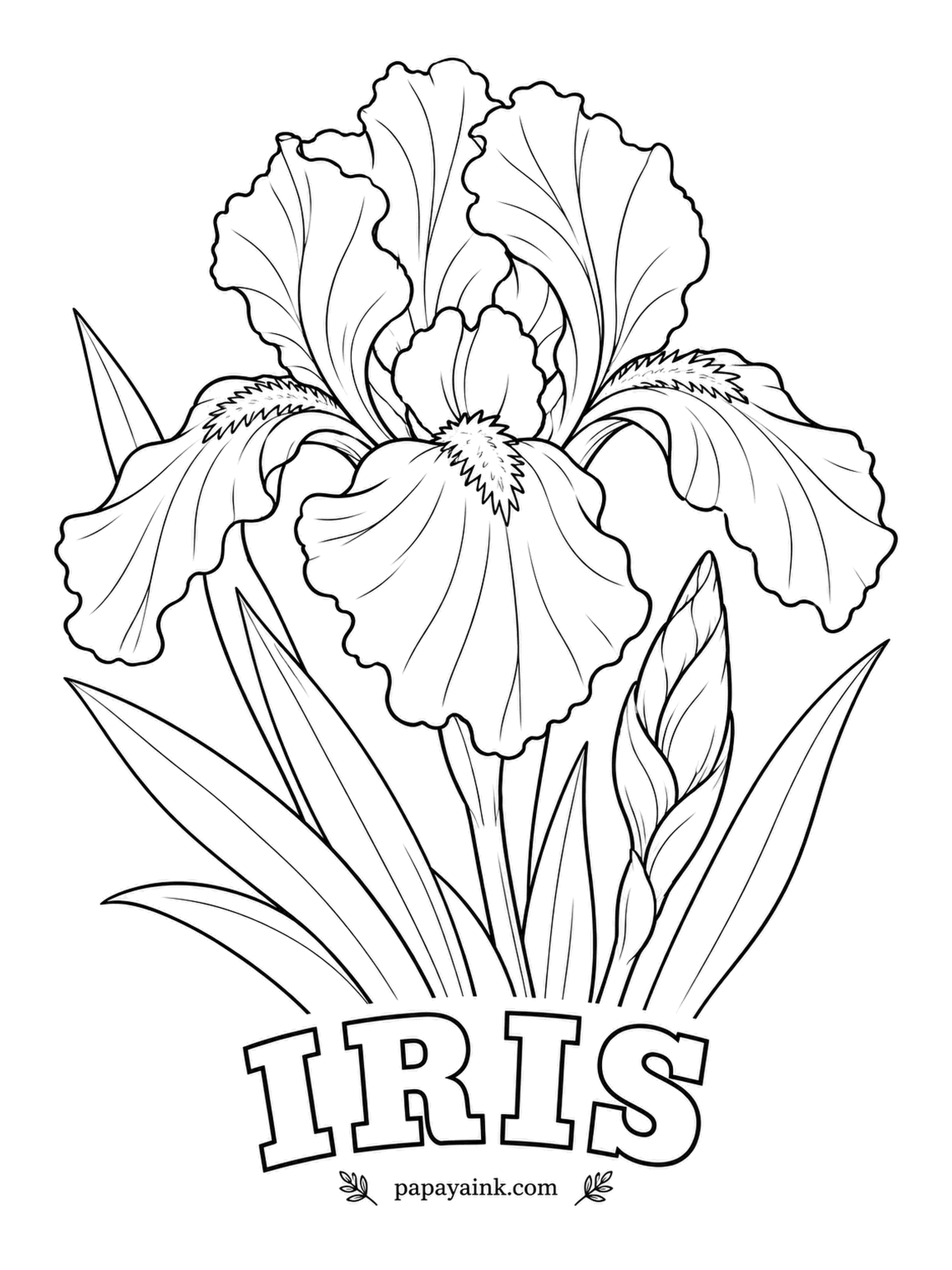 Free Flower Coloring Pages - A bearded iris, named for the fuzzy strip on each lower petal. Growers call the upright petals standards and the drooping ones falls; try lavender on top, deep violet below and a stroke of orange for the beard.