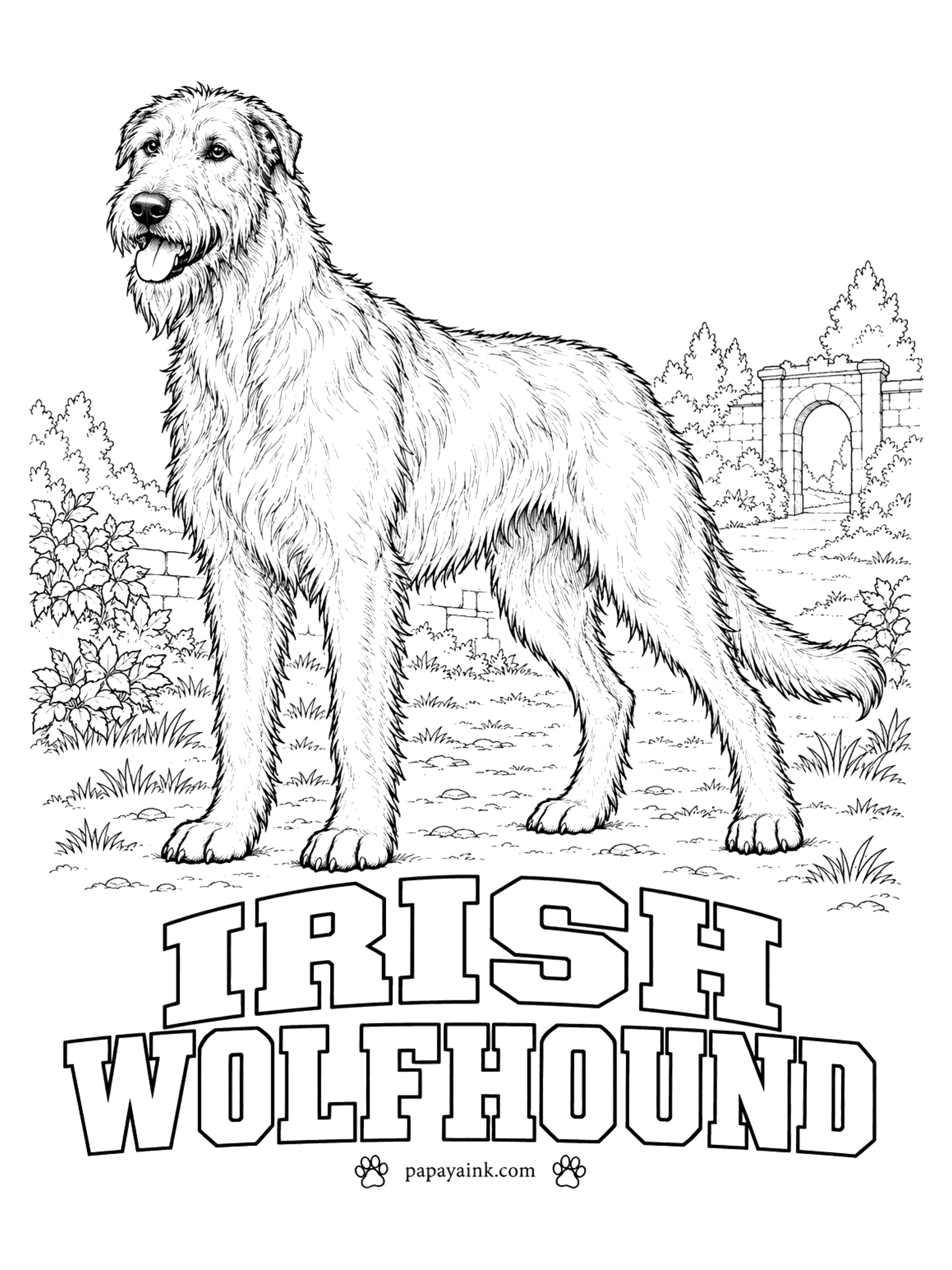 Free Printable Dog Coloring Pages - At the shoulder a male Irish wolfhound stands thirty-two inches or more, which makes it the tallest of all dog breeds. The rough coat is usually gray, though brindle, red, black, fawn and white are all allowed. An old stone gateway stands behind.