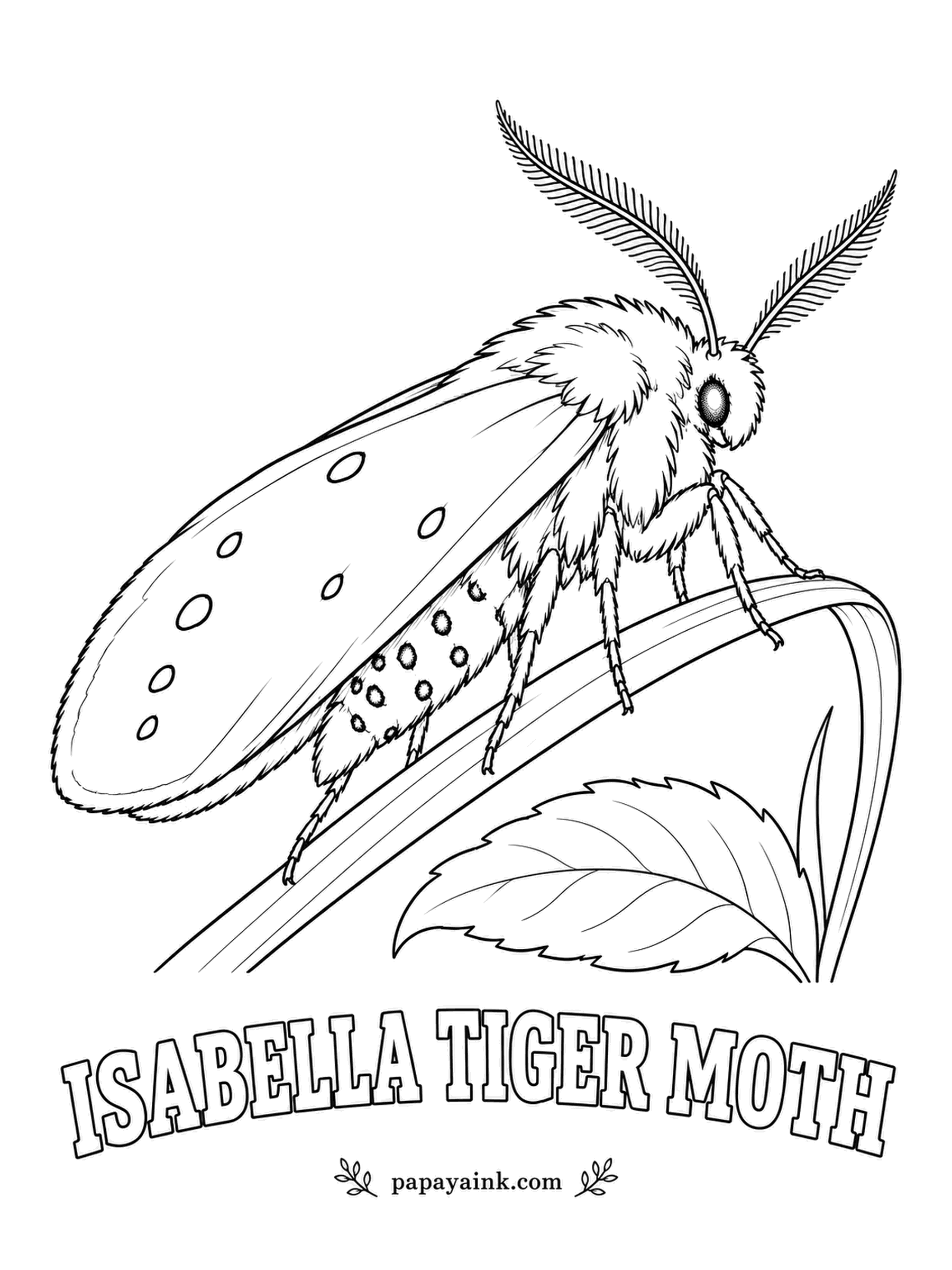 Butterfly and Moth Coloring Pages - Here is what the famous banded woolly bear caterpillar grows into: a plain, tawny moth with a sprinkle of small black dots on the wings and a row of them down the abdomen. Warm yellow-orange, with no pattern to fuss over.