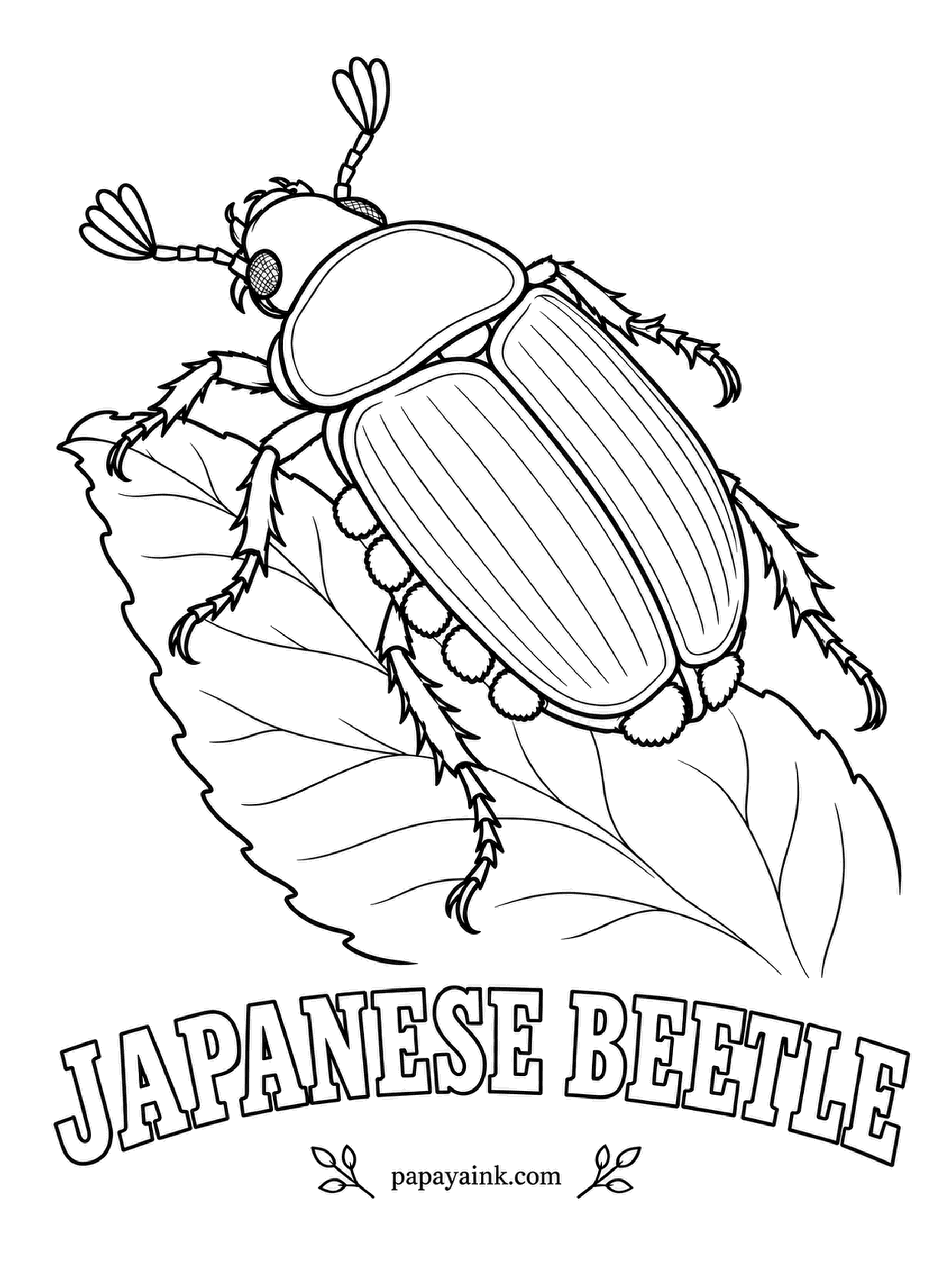 Beetle Coloring Pages - An accidental import, first found in a New Jersey nursery more than a century ago, the Japanese beetle now chews through roses and grapevines across much of the East. Metallic green head, copper wing covers and little white tufts along the sides.