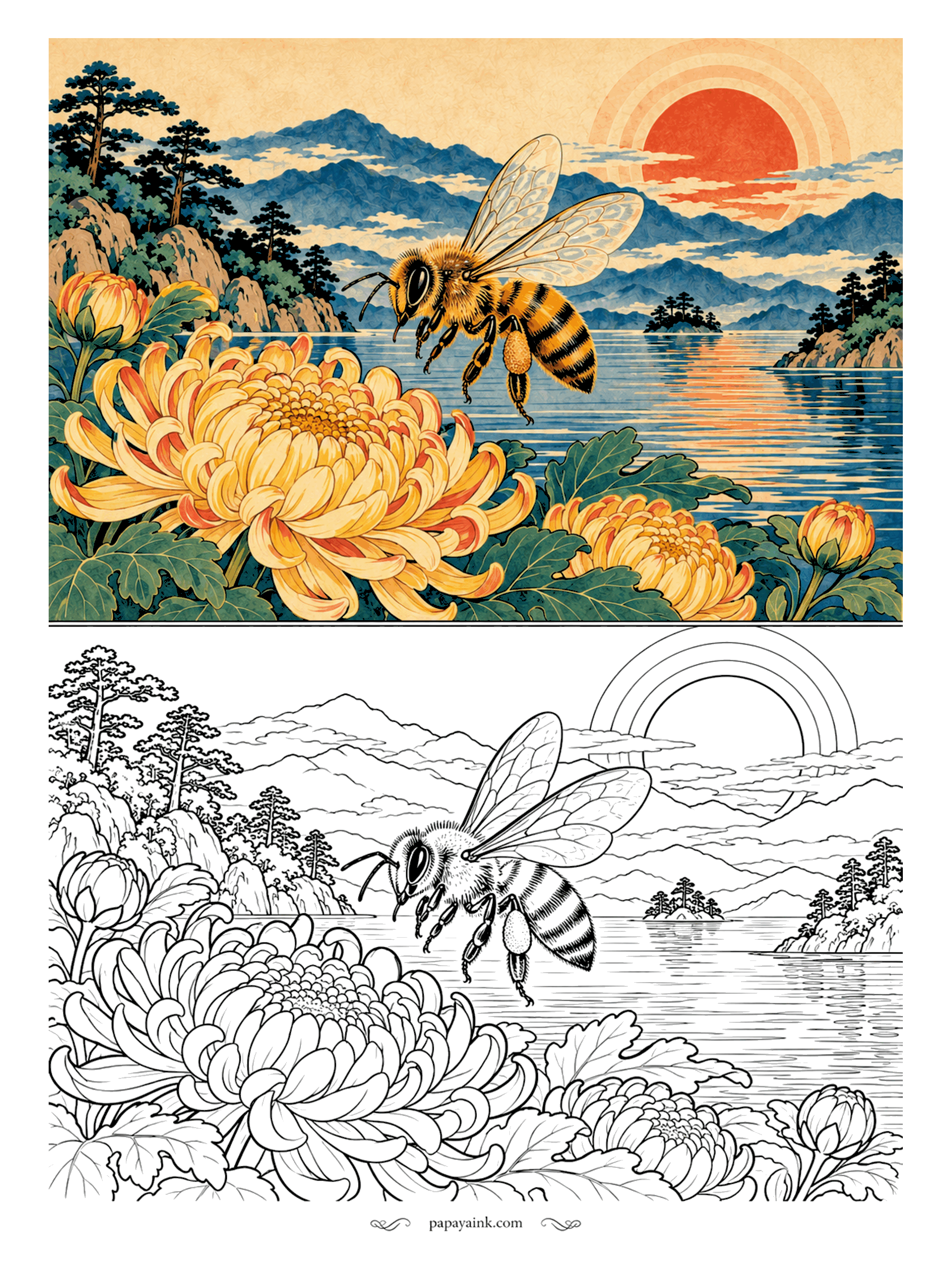 Bee Coloring Pages - Chrysanthemums are the flower of the Japanese imperial seal, so this honeybee is visiting royalty. She hovers over a golden bloom the size of a dinner plate. Amber and brown bands, wings left almost white. Detailed.
