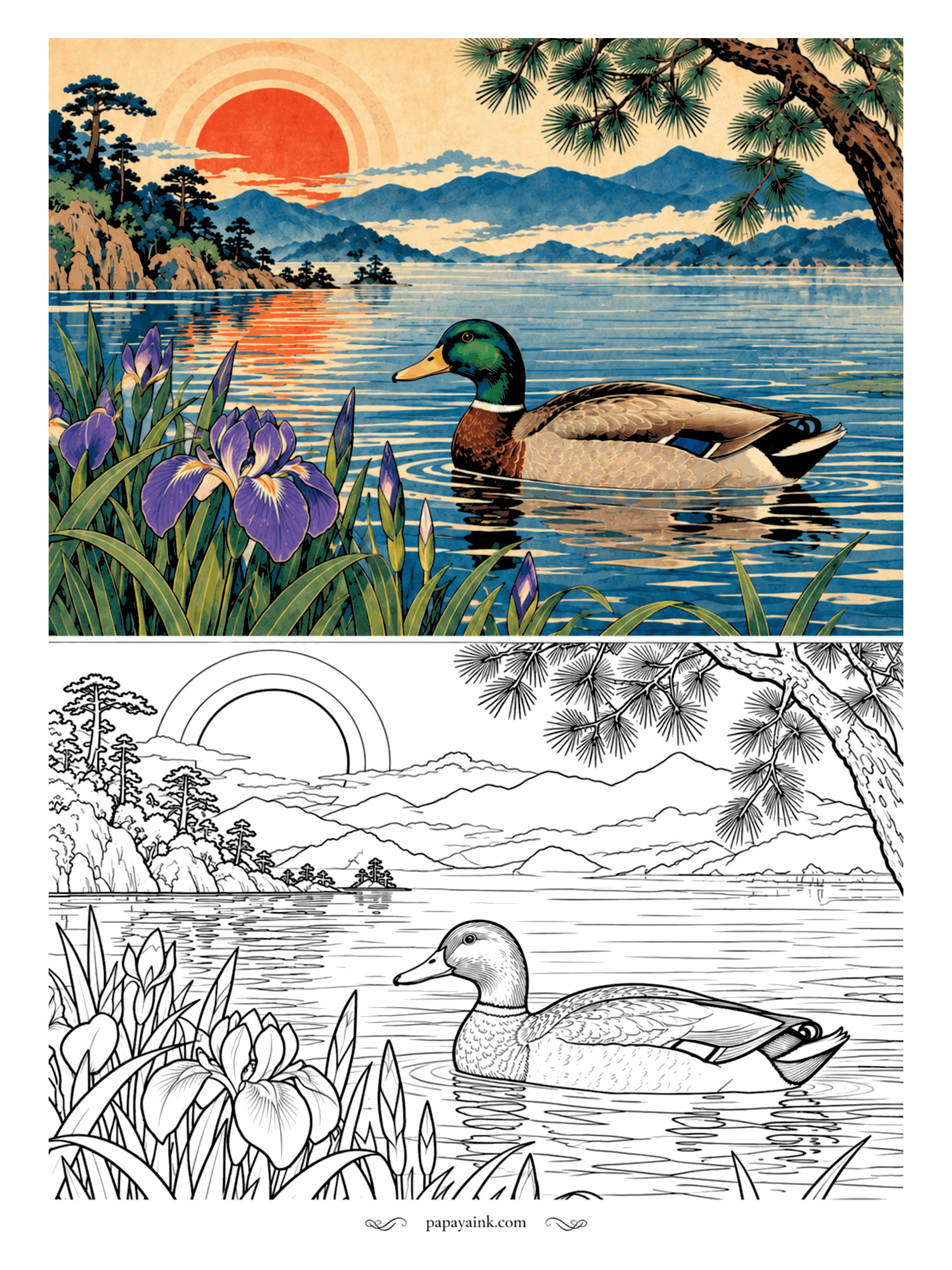 Duck Coloring Pages - Mallard drakes are the show-offs of any pond, and this one glides past purple irises in full color. Green head, white collar, chestnut chest. Save your sharpest blue pencil for the small patch on the wing.