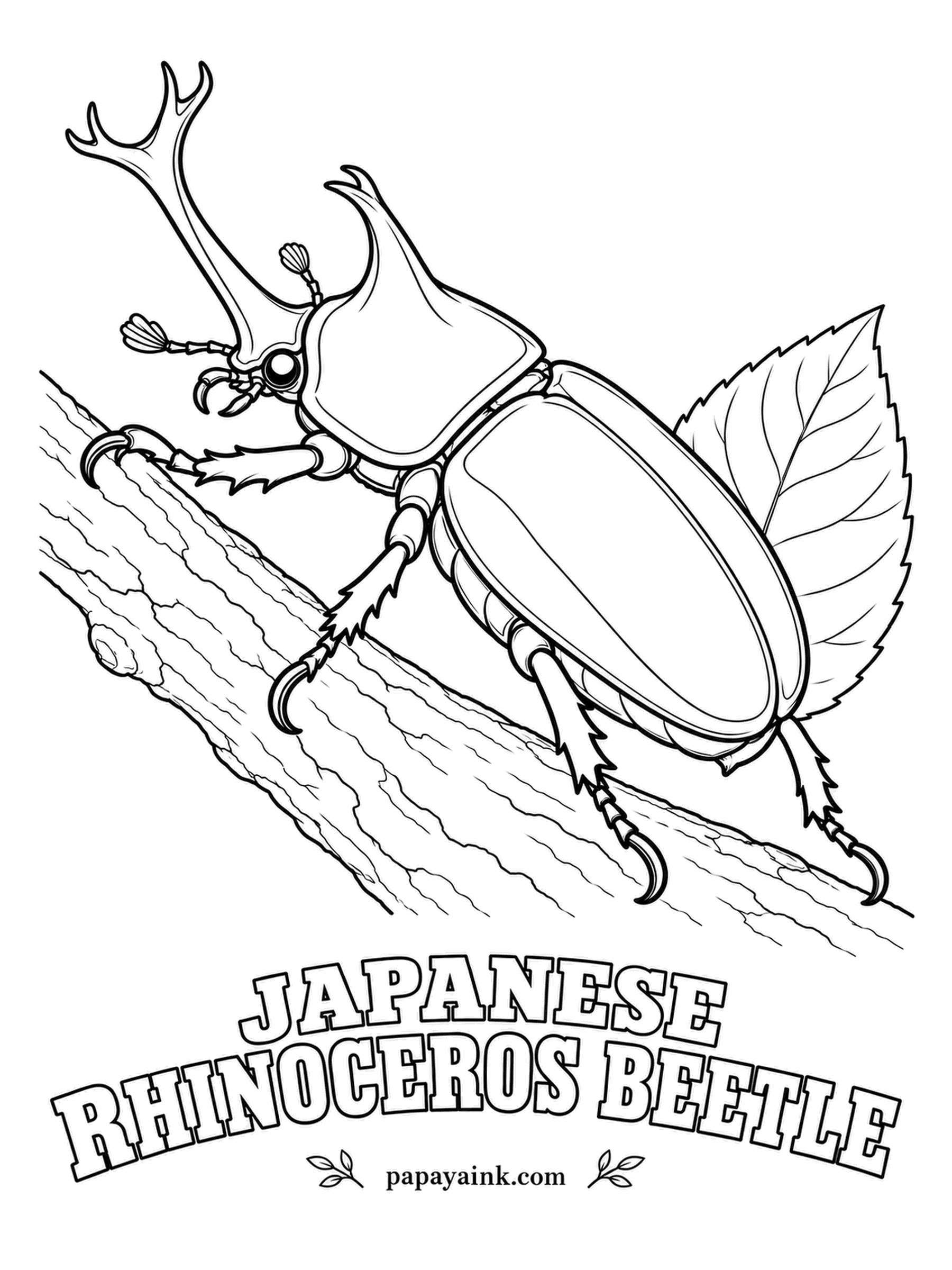Beetle Coloring Pages - In Japan this is kabutomushi, a summer pet that children keep in plastic cases and feed on fruit jelly. The male's forked horn is a lever for flipping rivals off a tree. Deep reddish brown to black.
