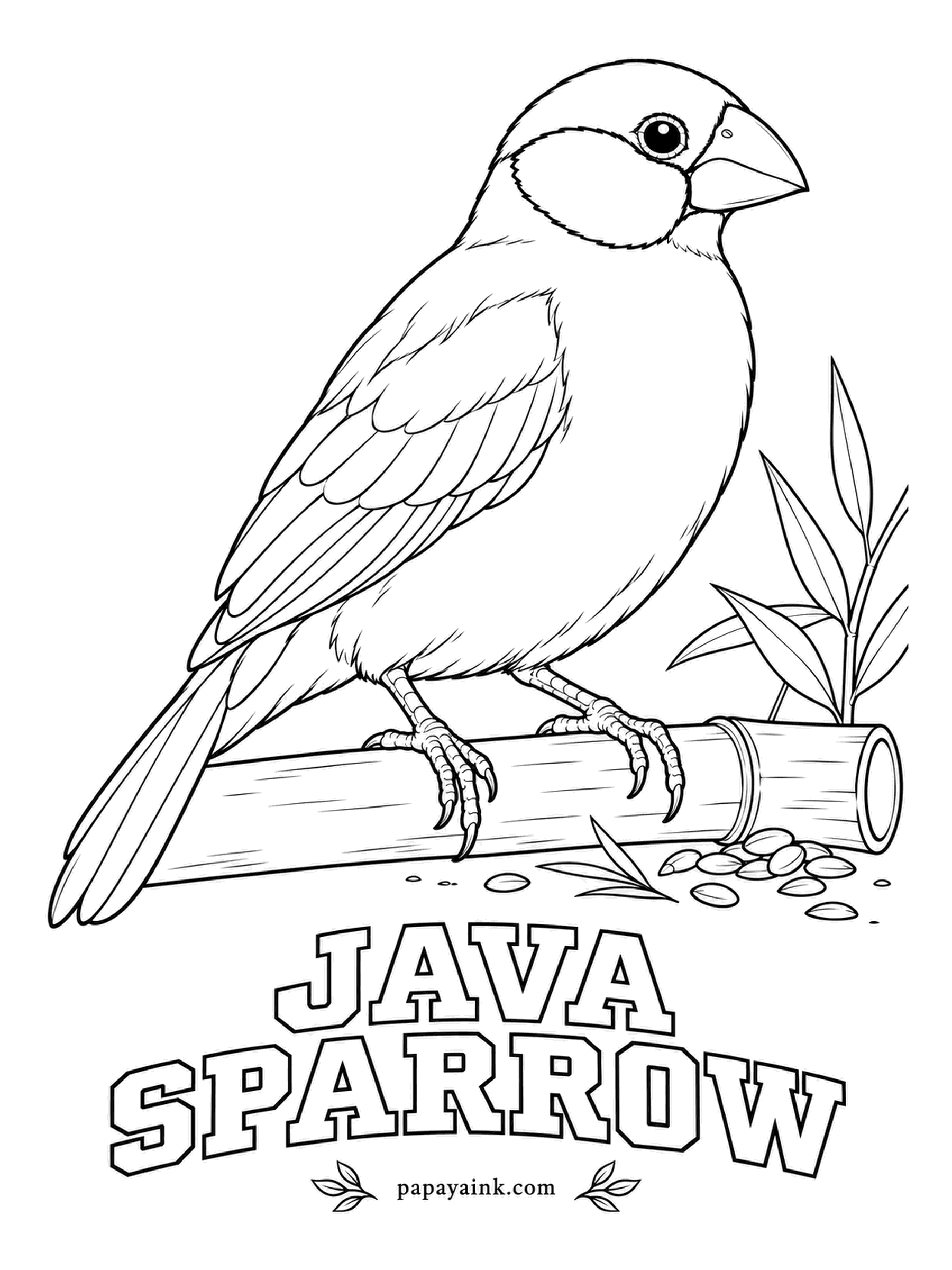 Realistic Bird Coloring Pages - Rice fields of Java and Bali are home to the Java sparrow, which is really a finch; farmers know it as the paddybird. Dove gray body, black cap and tail, big white cheeks, and a rose-pink bill with a matching eye ring.