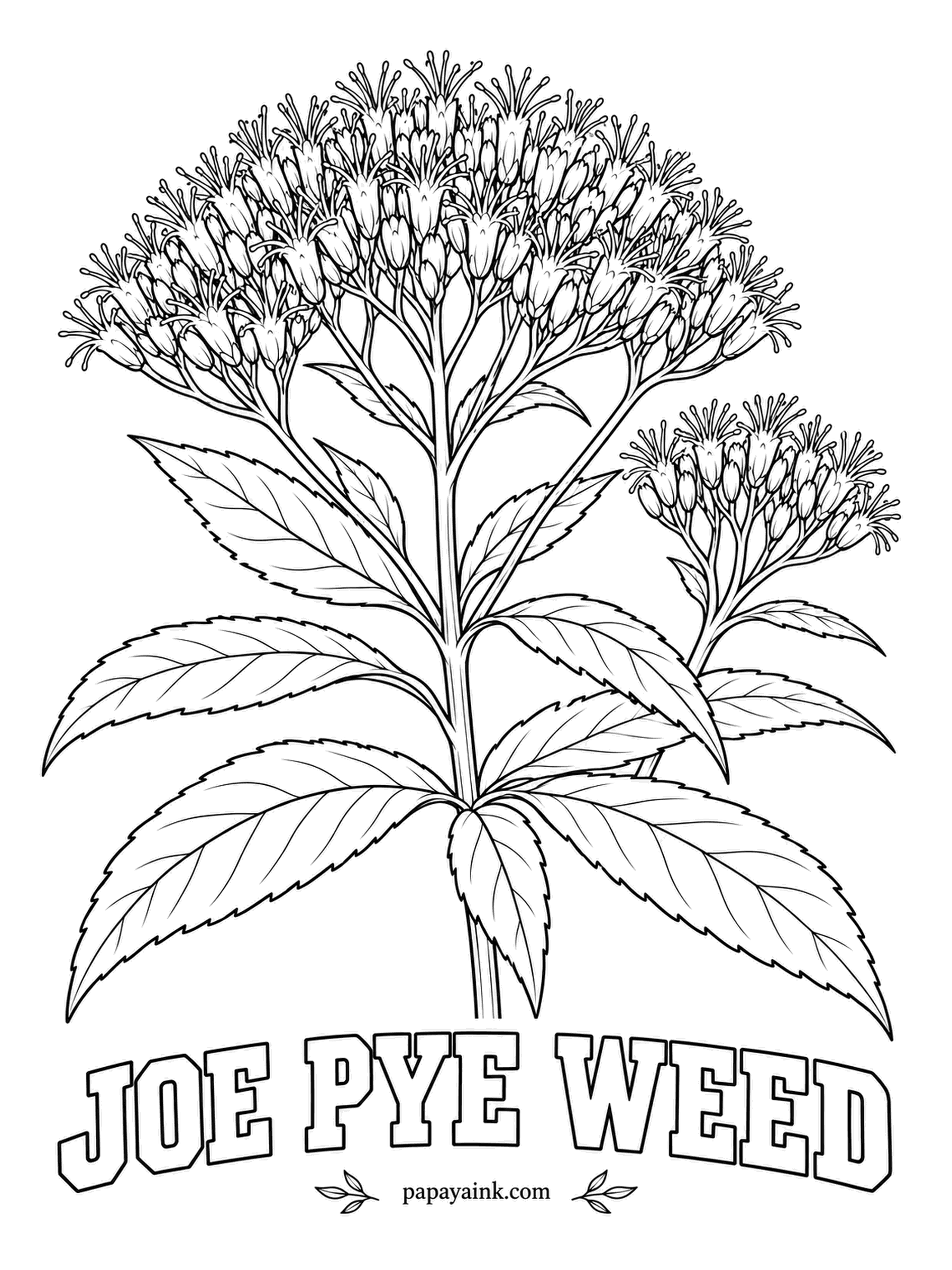 Realistic Flower Coloring Pages - Huge dusty domes of fuzzy flowers sit on stems that can top the height of a tall man. Joe Pye weed is a meadow native and one of the best butterfly plants on the continent. Mauve pink domes, purple-tinged stems, whorled leaves.