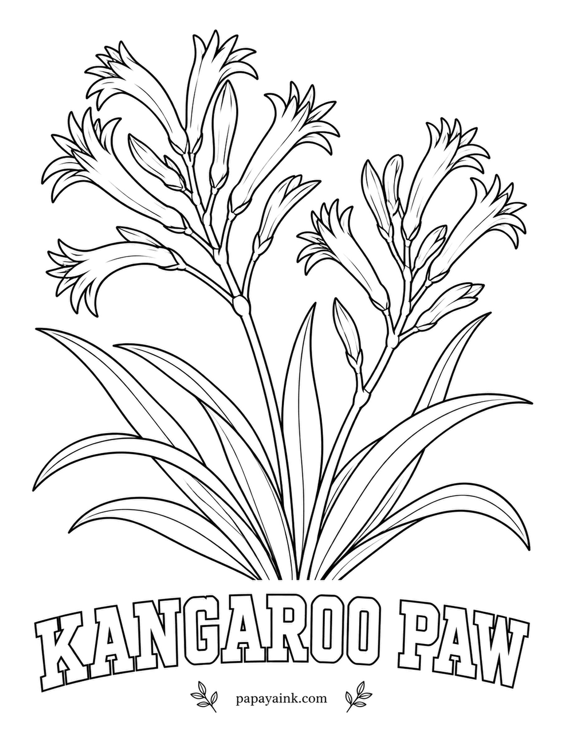 Realistic Flower Coloring Pages - Fuzzy tubular flowers curl at the tip into little paws with claws. Kangaroo paw grows wild only in southwestern Australia, and the velvet hairs carry its color. Red stems with green paws is the classic look; yellow and orange forms exist too.