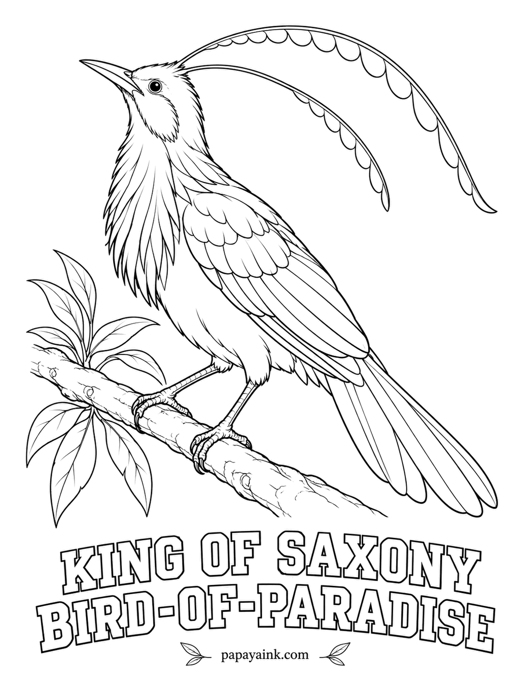 Realistic Bird Coloring Pages - Two head plumes, each up to twice the length of their owner, made the King of Saxony bird-of-paradise famous - some of the first skins sent to Europe were taken for fakes. Black above, warm yellow below, plume flags pale sky blue.