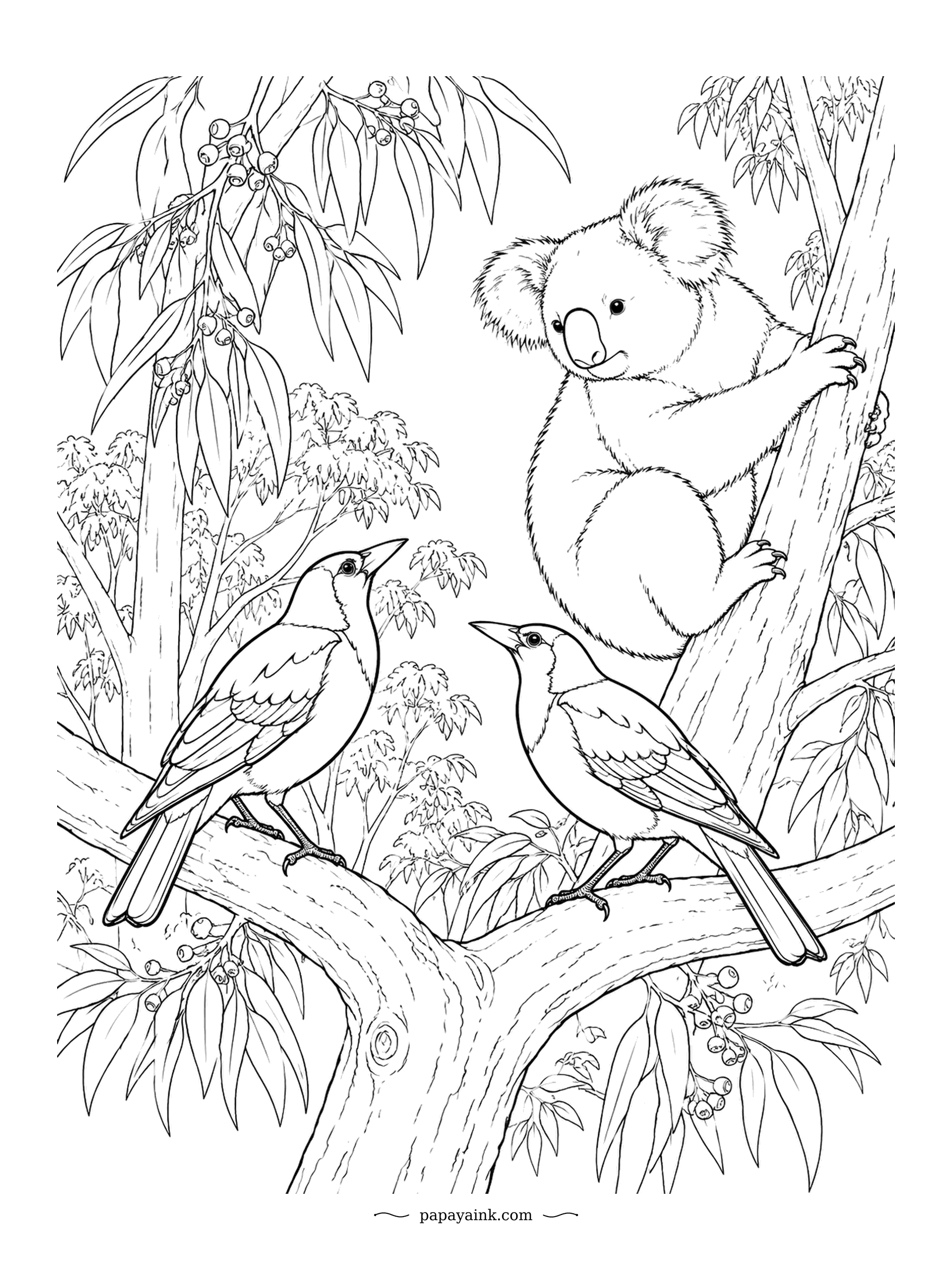 Koala Coloring Pages - Australian magpies are famous for their warbling song, and these two have made themselves at home on the koala's fork. The koala holds on to the trunk and waits for the concert to end. Feathers and fur, plenty to shade.