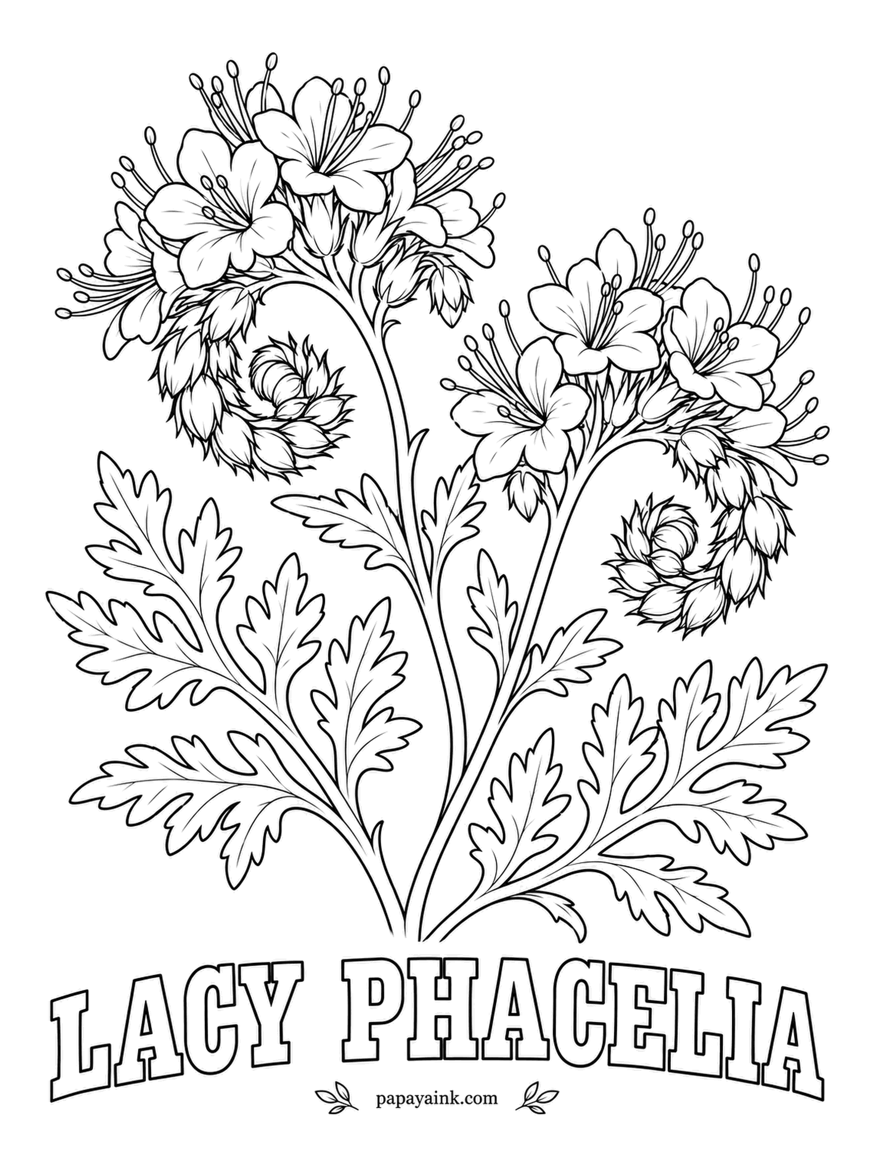 Realistic Flower Coloring Pages - Coiled flower clusters unroll slowly like a fern frond or a scorpion tail, opening a few blooms each day. Lacy phacelia is planted by farmers as bee pasture, and the fine leaves explain the name. Detailed - lavender blue blooms, airy green leaves.