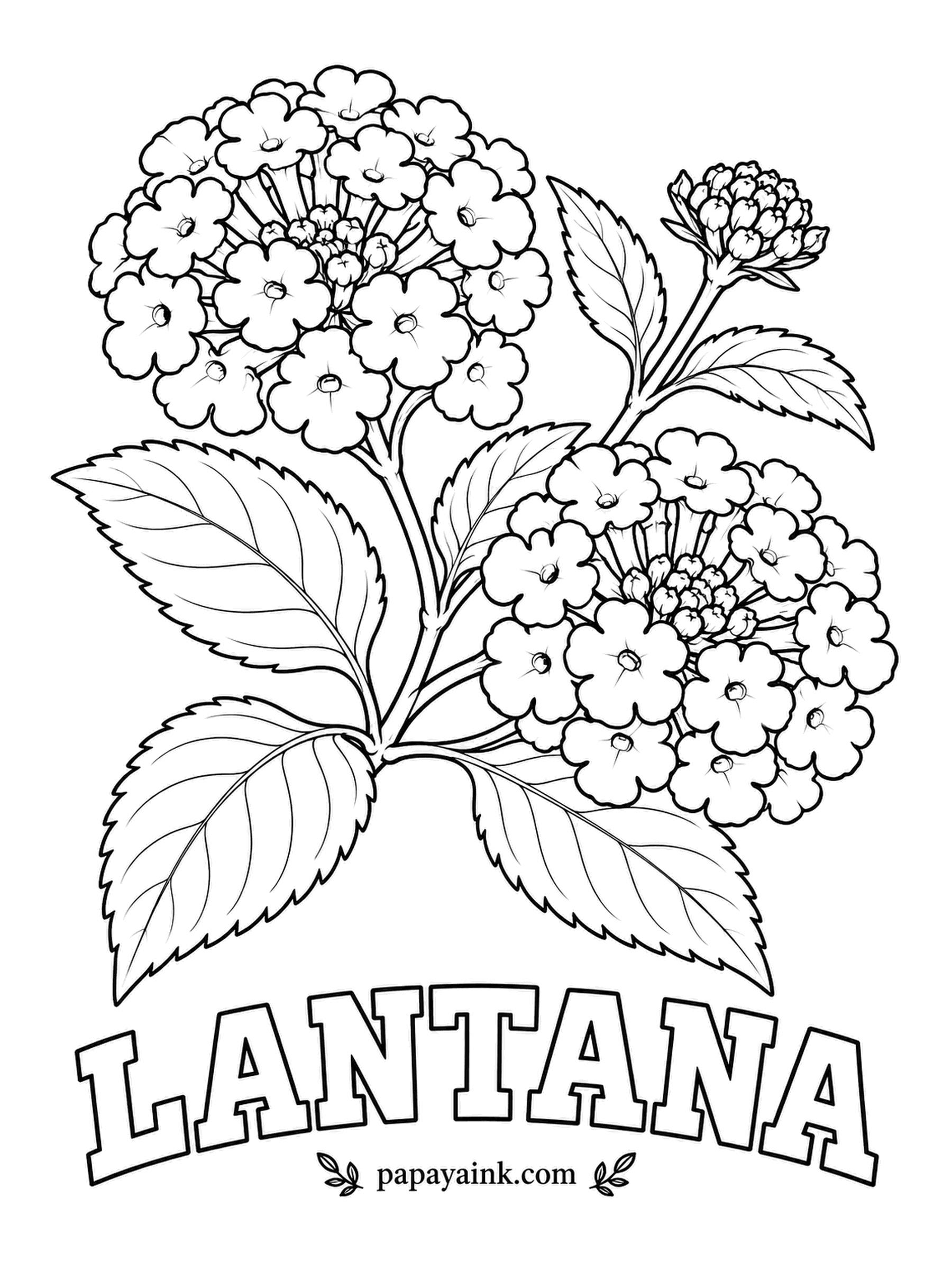 Free Flower Coloring Pages - Lantana flowers change color as they age, so a single cluster can hold yellow in the middle, orange around it and pink at the rim. Follow that ring pattern here for a cluster that looks alive.