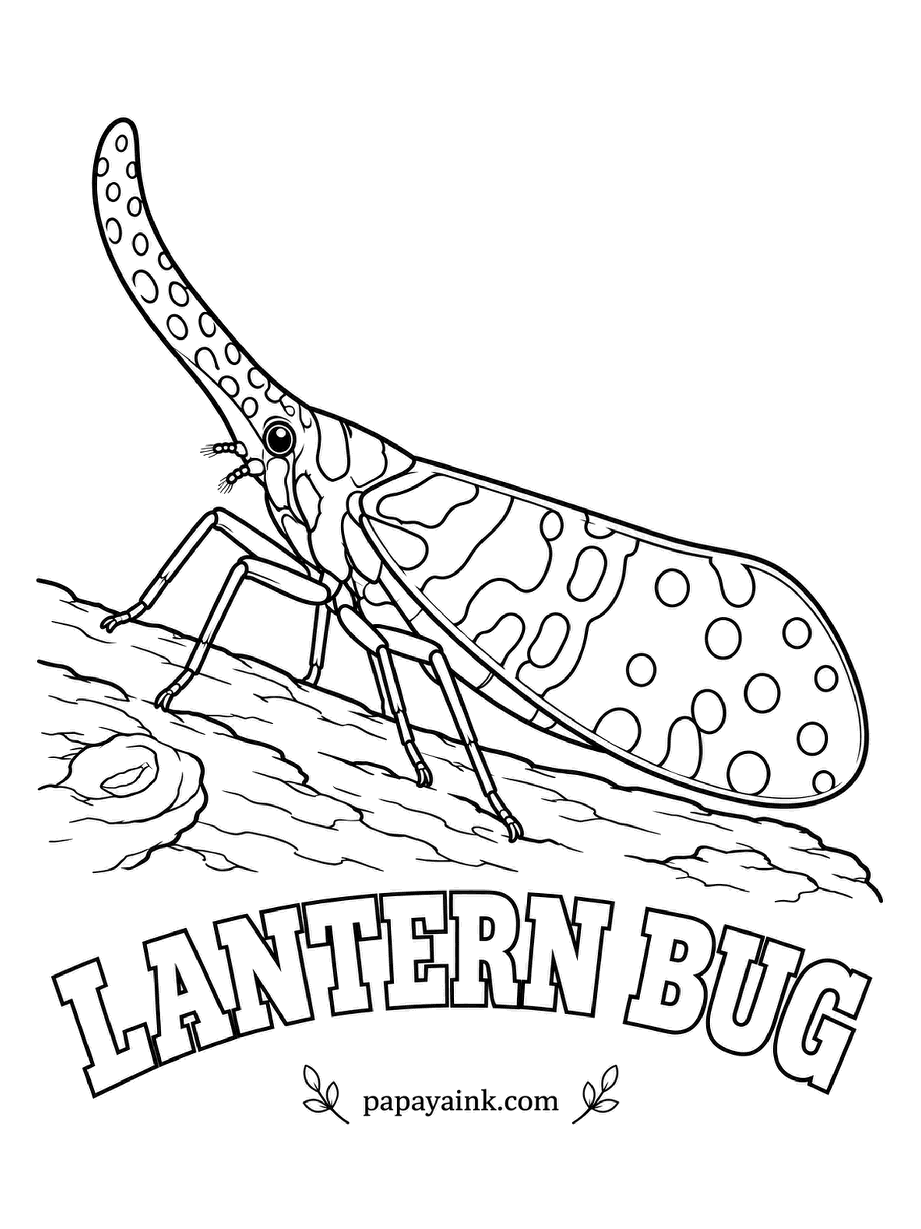 Insect Coloring Pages - Early naturalists believed the curved snout of the lantern bug glowed at night, and the name stuck even though it never lights up. It lives on tree trunks in Southeast Asia. Red snout with white spots, green wings dotted with yellow.