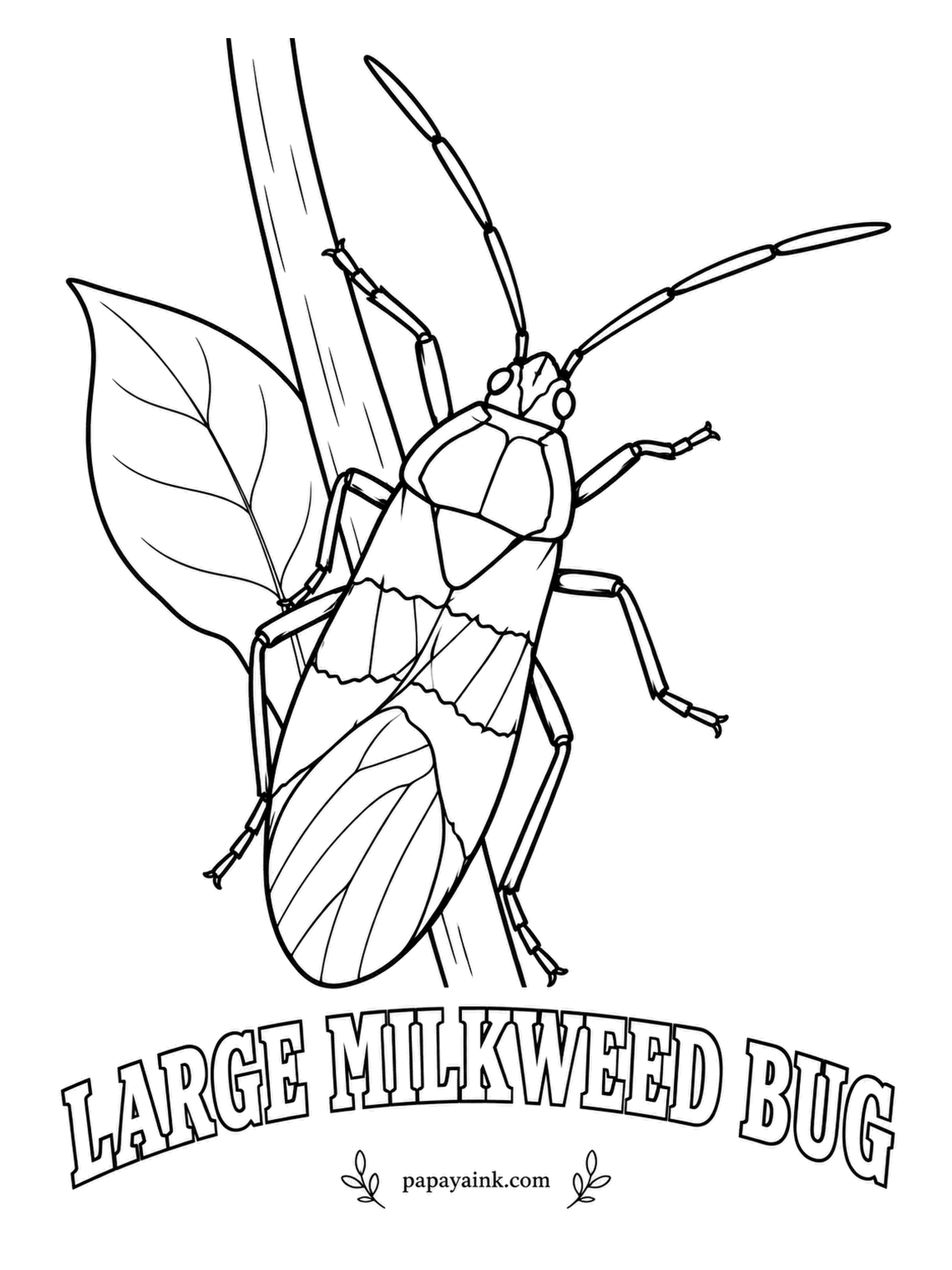 Insect Coloring Pages - Milkweed seeds are the whole menu for the large milkweed bug, and the plant's bitter chemicals make the bug taste bad in turn. Orange and black is the warning to any bird. Bright orange, with a broad black band across the middle.