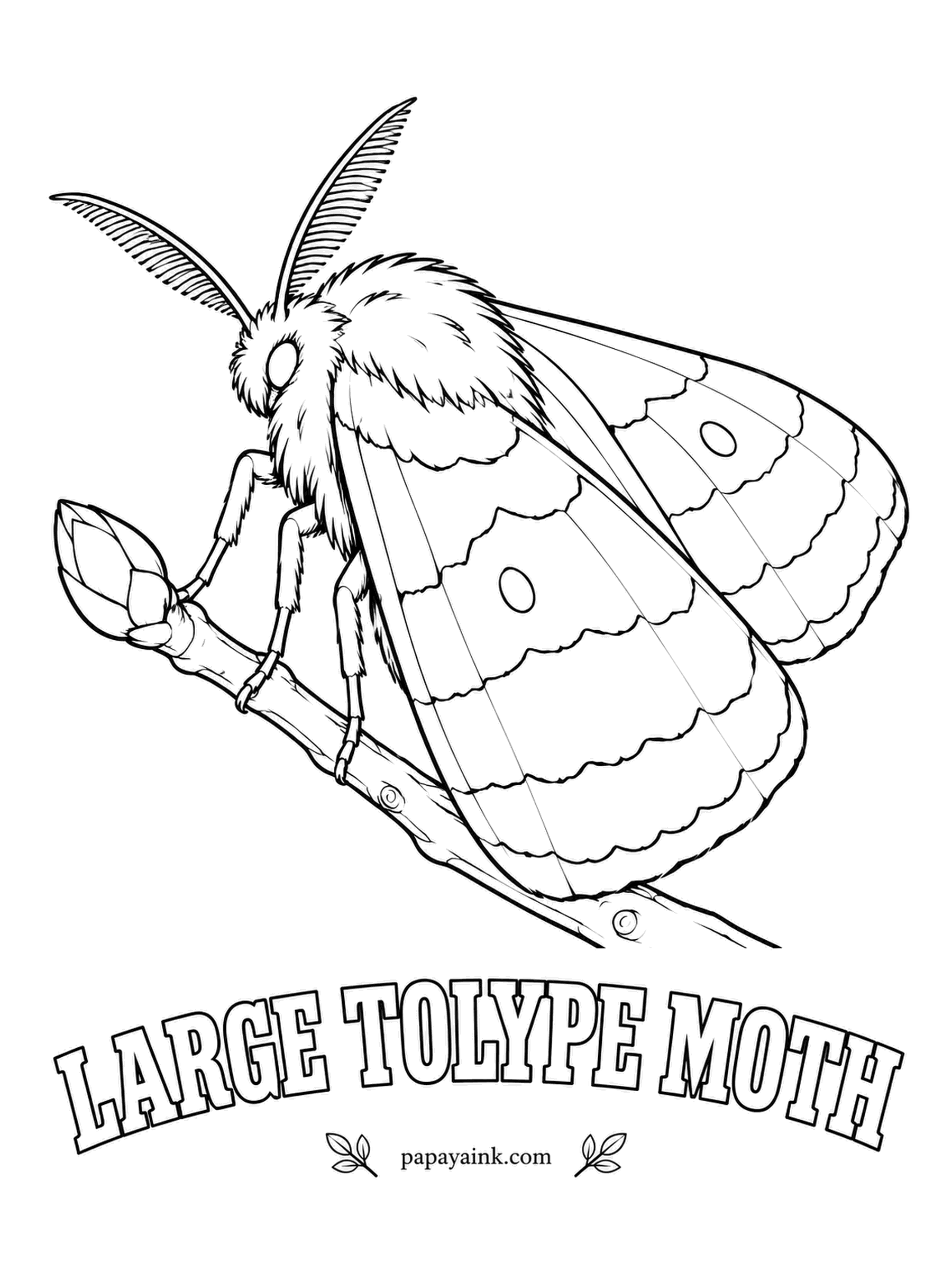 Butterfly and Moth Coloring Pages - Wrapped in a fur coat: thick white tufts on the thorax, gray wings crossed by wavy white lines, everything fuzzy including the legs. It appears in autumn, often on apple trees. Shade the fur in grays and let the lines stay white.