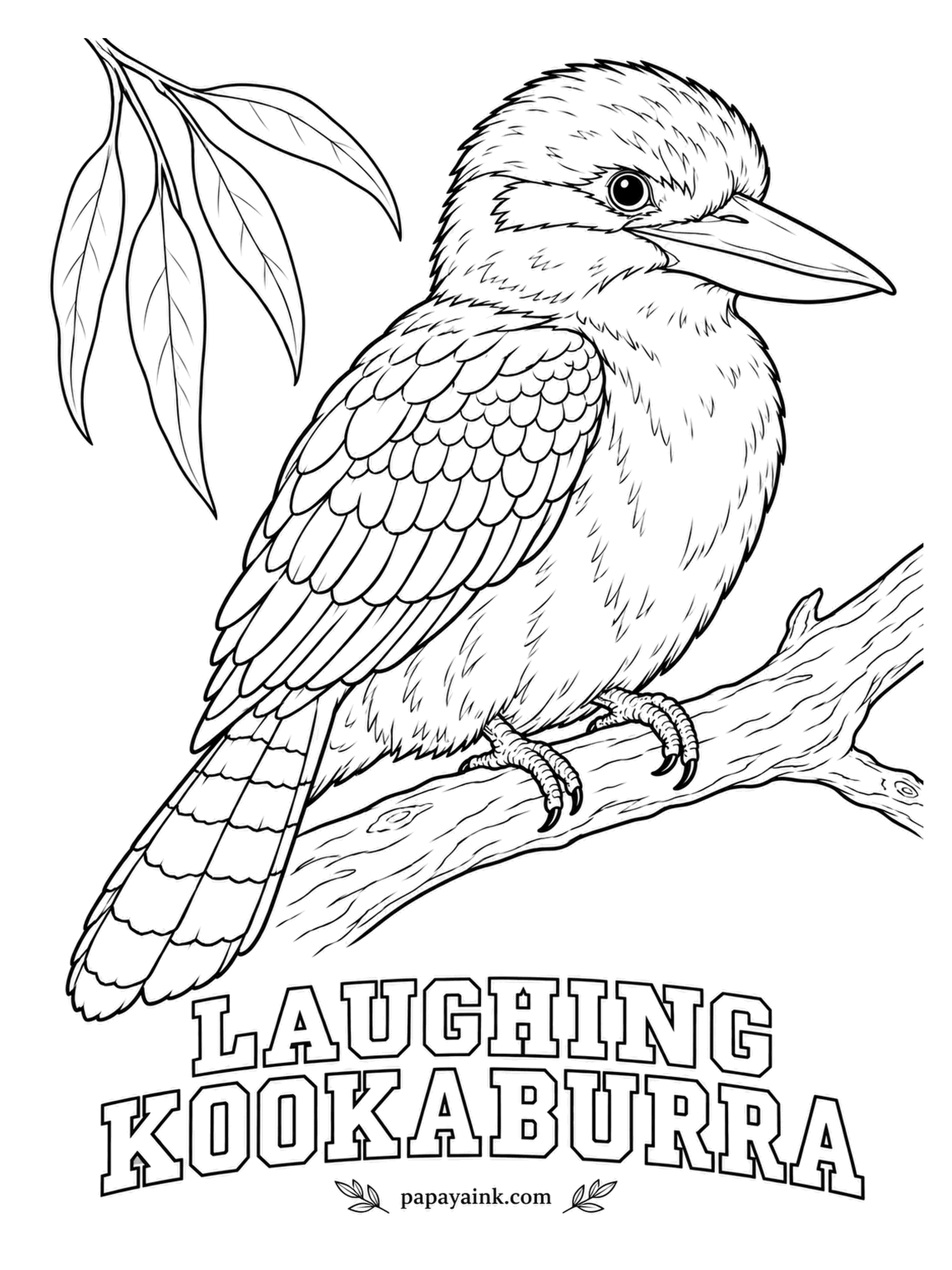 Printable Bird Coloring Pages - Australia's alarm clock: a family of Laughing Kookaburras calls together at dawn to tell the neighbors whose trees these are. The largest kingfisher, it eats snakes and lizards, not fish. Cream head, dark brown eye stripe, brown wings, a rusty tail barred black.