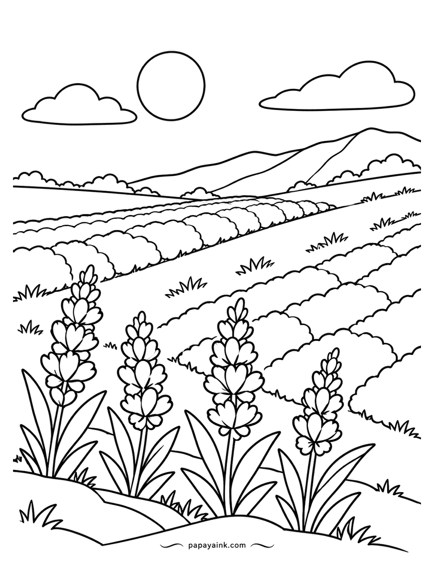 Nature Coloring Pages - Rows of lavender stripe the hills, with four stalks up close so you can see the tiny flowers stacked along each one. Purple in every row, left paler in the distance, and the hills behind in soft summer gold.