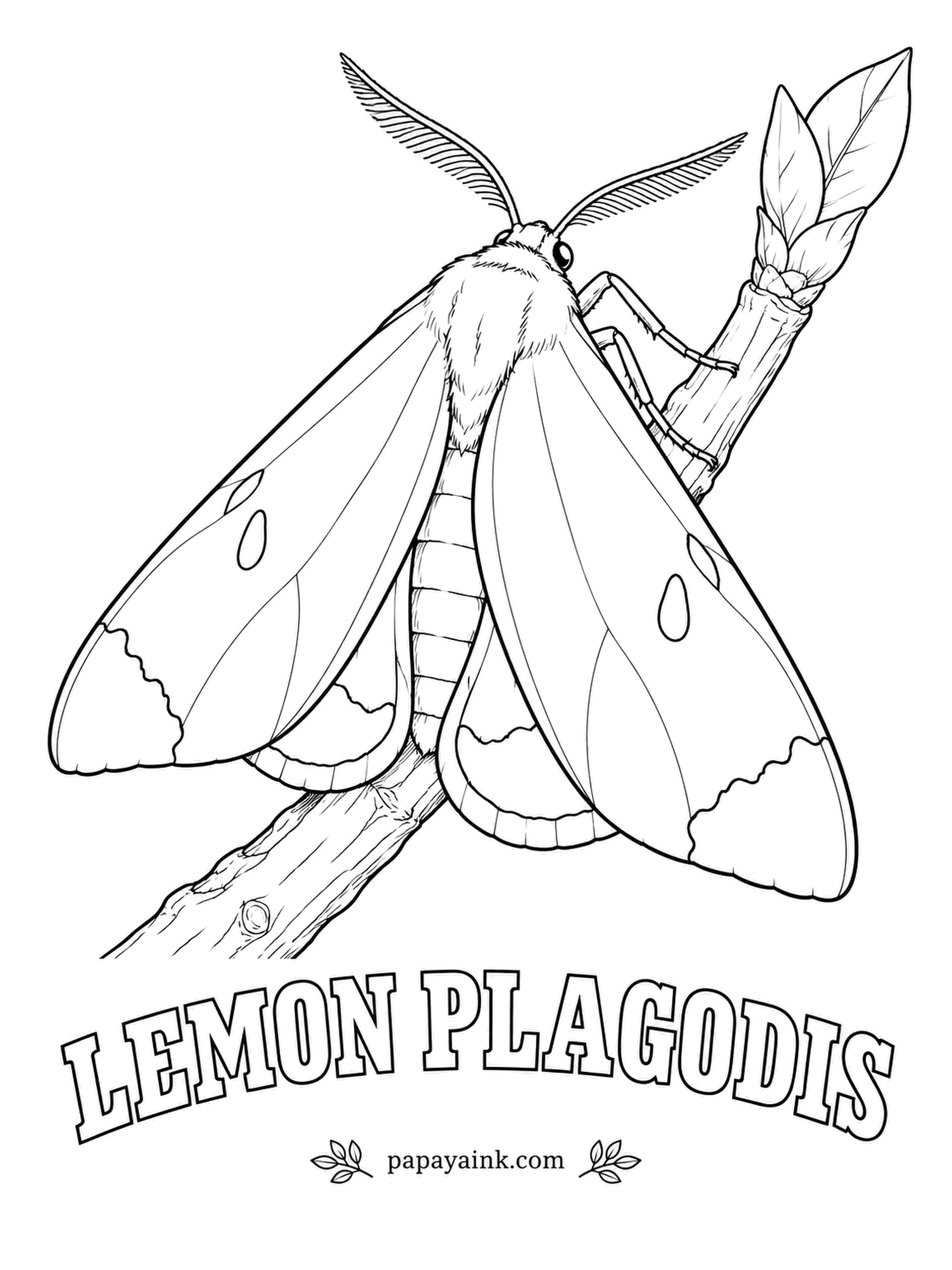 Butterfly and Moth Coloring Pages - Lemon yellow with a rusty red smear along the outer edge, sitting with its wings pitched like a tent over a budding twig. A small moth and one of the easiest to color: two shades and you are done.