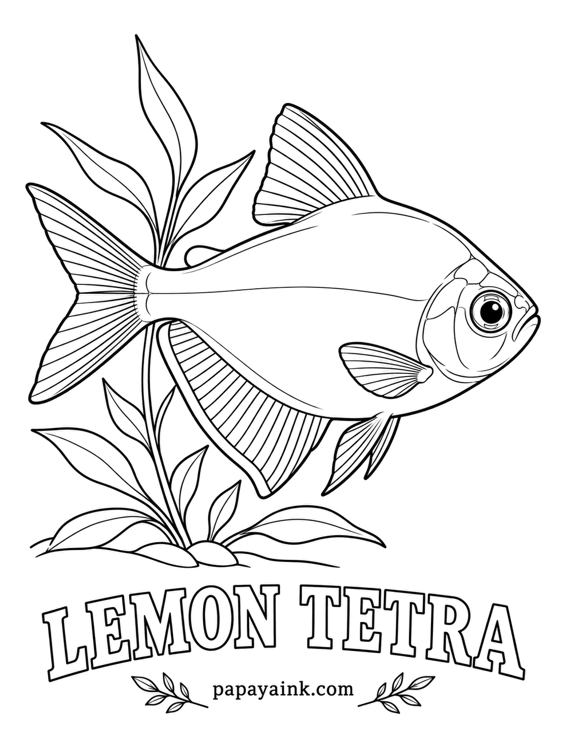Aquarium Fish Coloring Pages - Look at the eye first: its top half is bright red, the only loud note on a pale, see-through yellow body. Black and yellow edge the anal fin. Keep the yellow thin and let the paper glow through it.