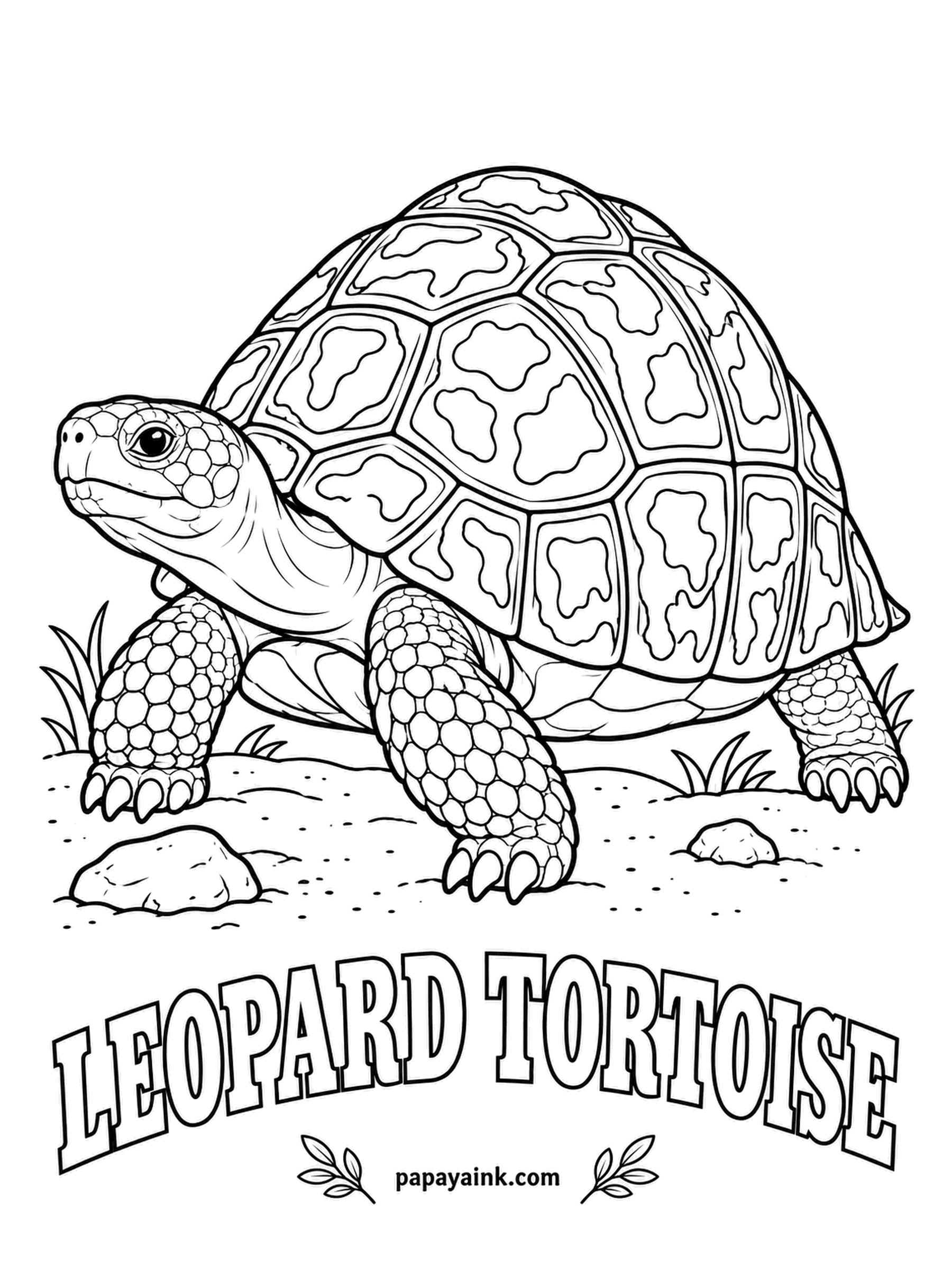 Reptile Coloring Pages - Spotted like its namesake, the leopard tortoise roams the African savanna and, surprisingly, can swim. Cream or golden yellow shell with dark brown and black patches, legs in pale tan. Plenty of open plates for a relaxed coloring session.