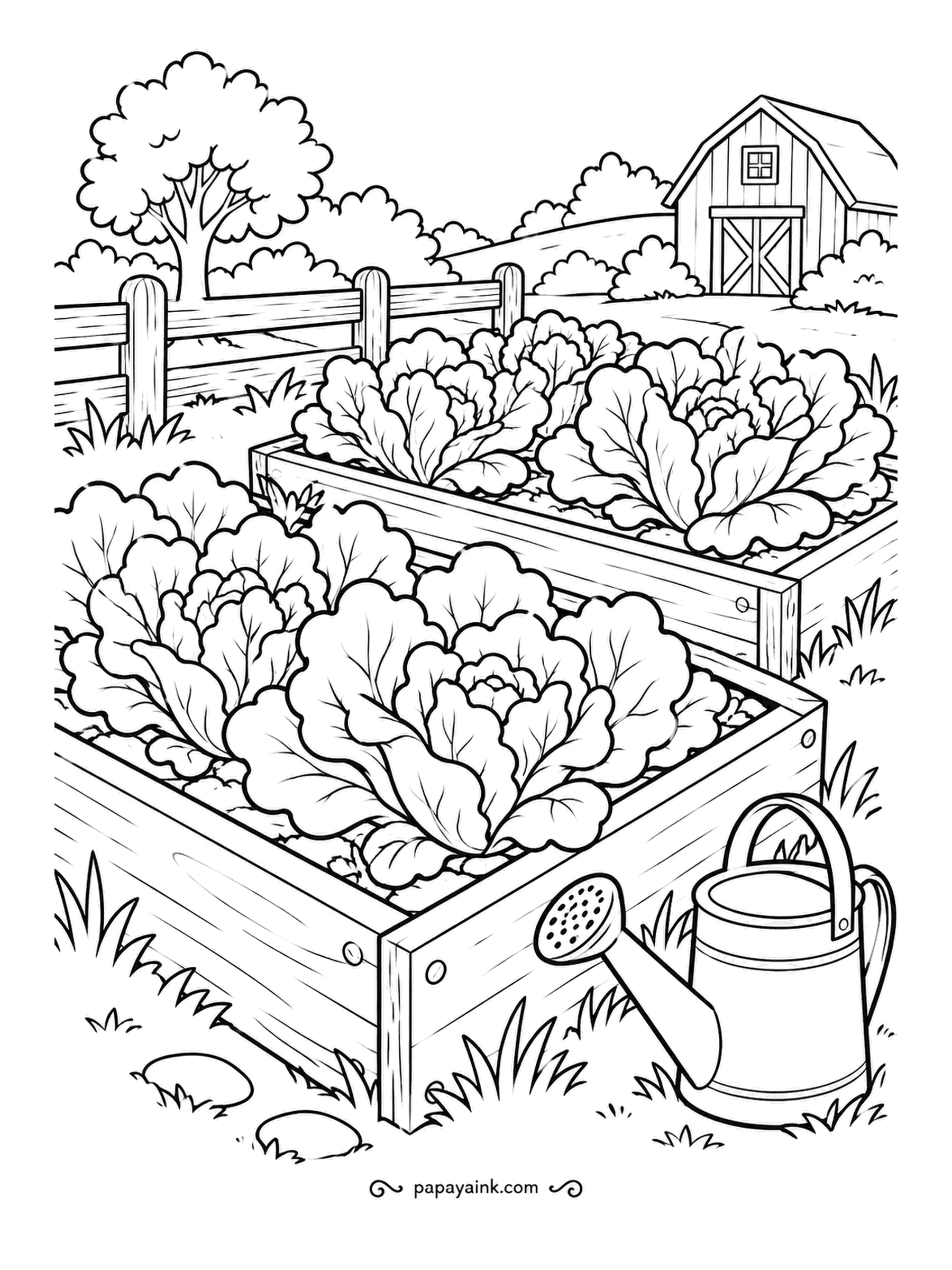 Farm Coloring Pages - Lettuce heads filling two raised beds, a watering can parked at the corner and a barn on the hill behind. The heads are loose and ruffled, so vary the shade from one to the next; the boards can go a silvery gray.