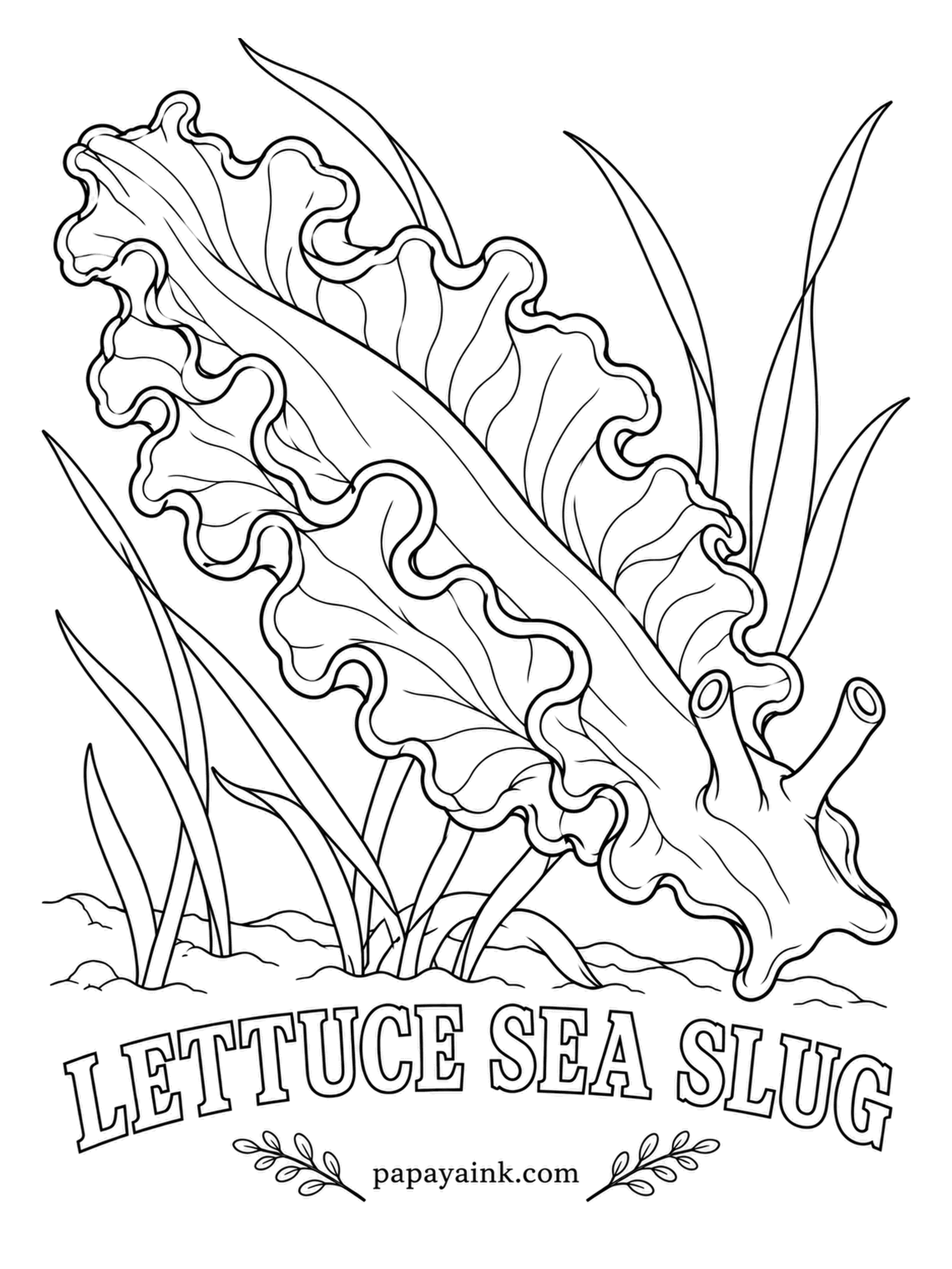 Sea Creature Coloring Pages - Here is a slug that runs on sunshine. It eats algae, keeps the working green parts intact, and tucks them into the ruffles on its back to make food from light for weeks. Pale green, with white or blue along the frilled edges.